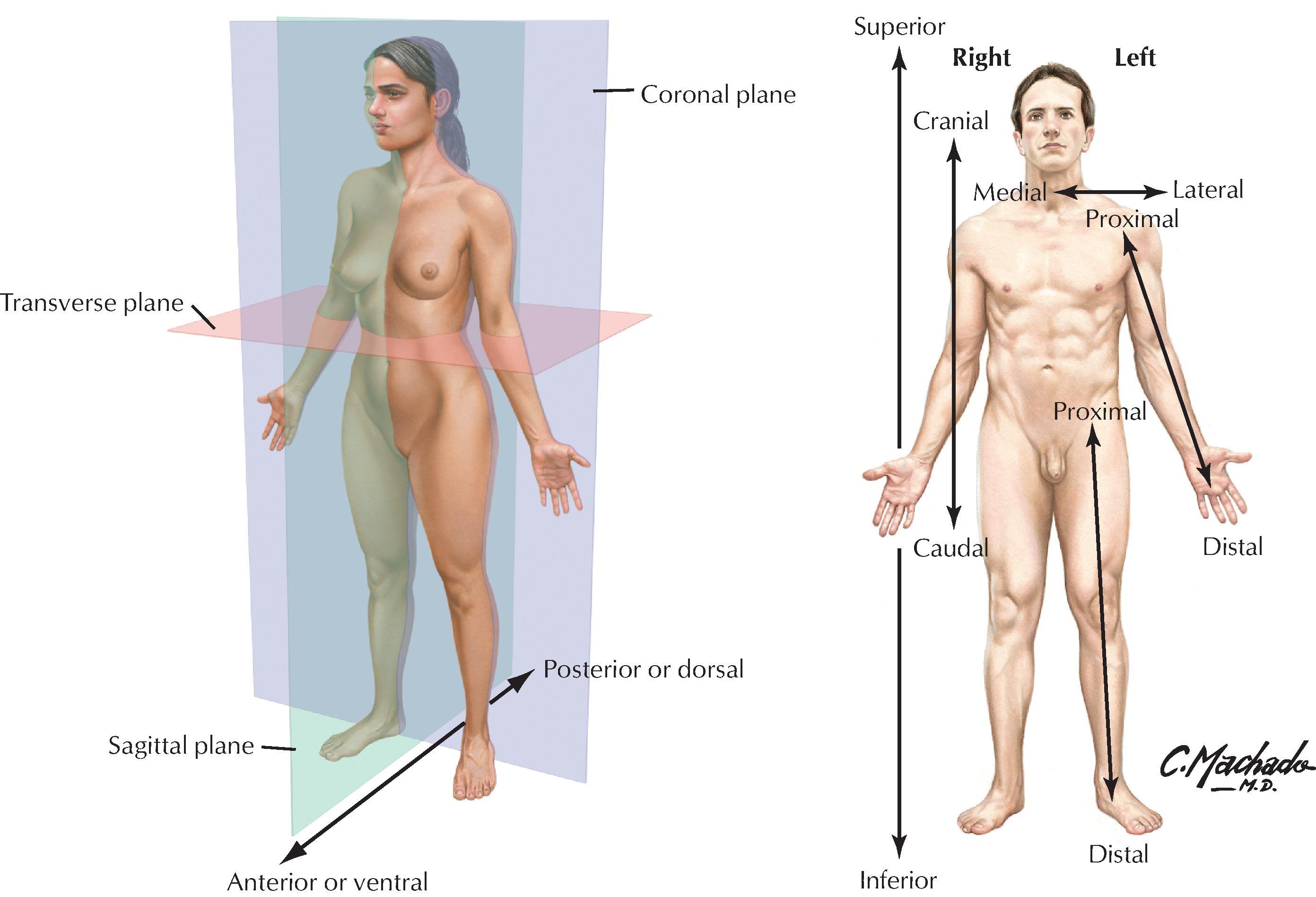 FIGURE 1.2, Body Planes and Terms of Anatomical Relationship.