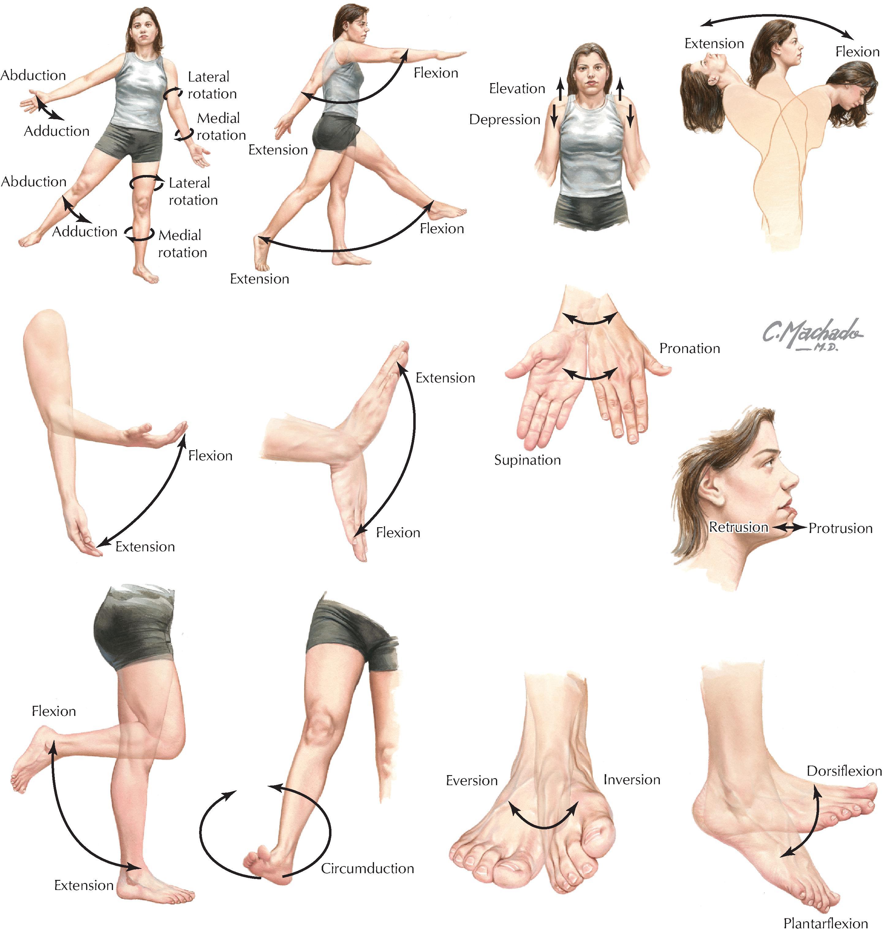FIGURE 1.3, Terms of Movement. (From Netter’s atlas of human anatomy, ed 8, Plate 11; S-265.)