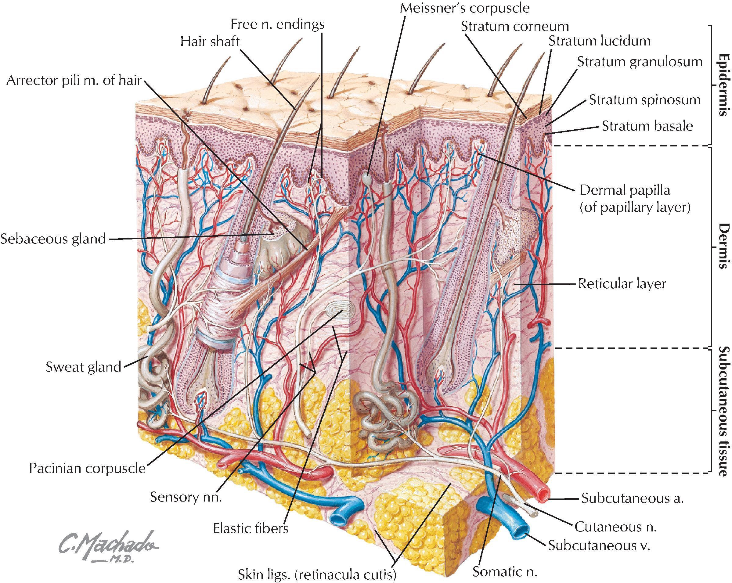 FIGURE 1.4, Layers of the Skin. (From Netter’s atlas of human anatomy, ed 8, Plate 12; S-4.)