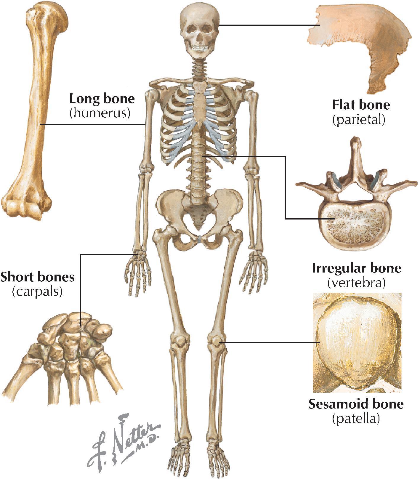 FIGURE 1.6, Bone Classification Based on Shape.