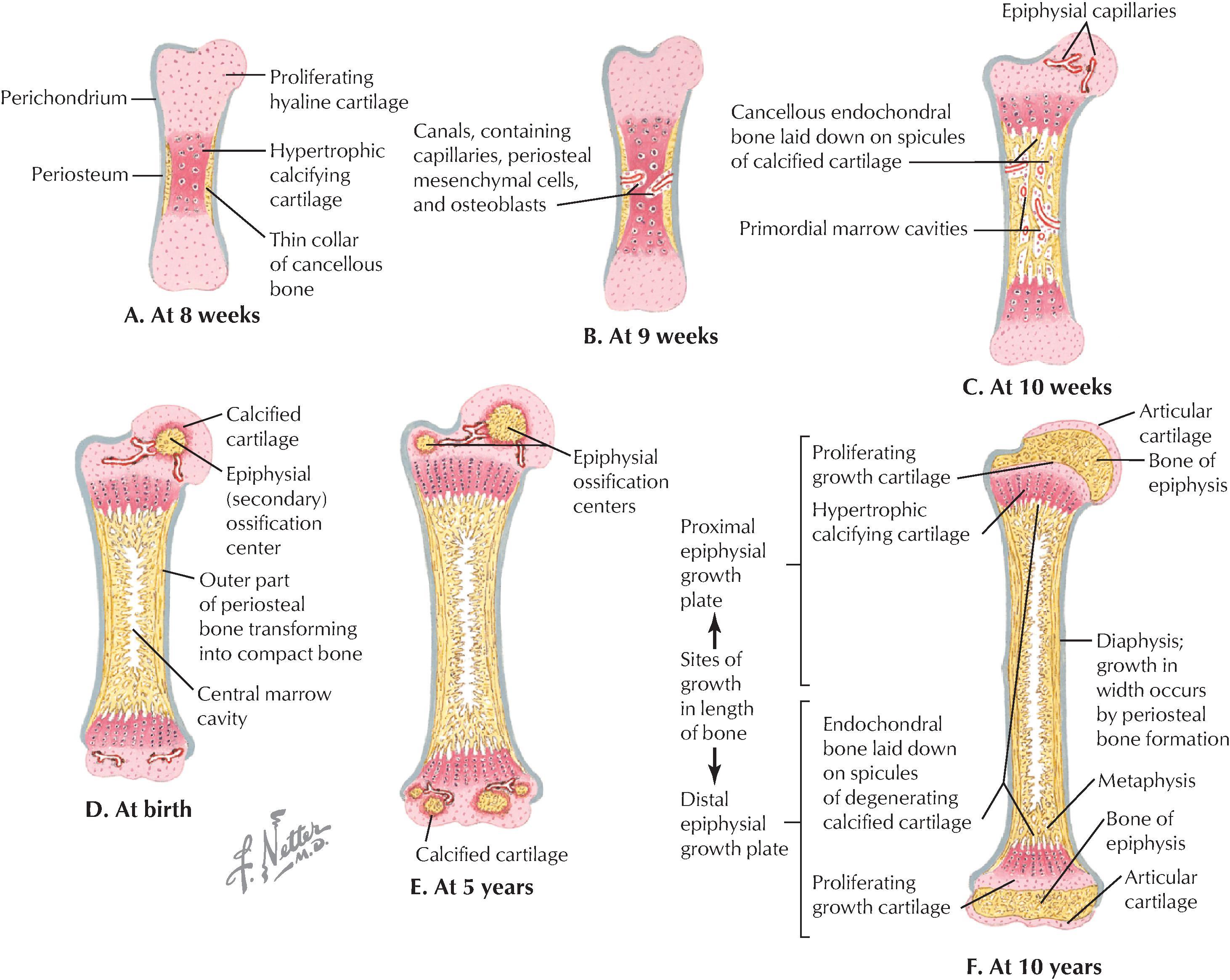 FIGURE 1.7, Growth and Ossification of Long Bones (Midfrontal Sections).