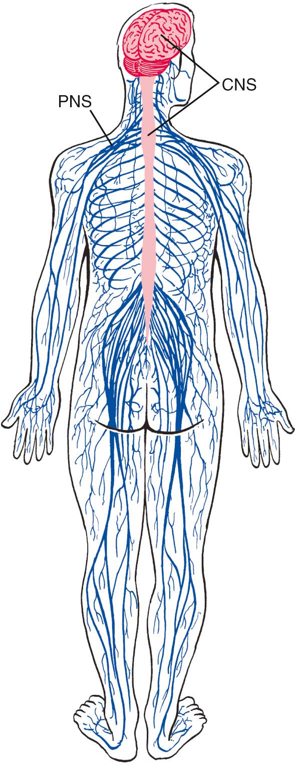 Fig. 1.1, Central and peripheral nervous systems. The central nervous system (CNS) is encased in the skull and vertebral canal. The peripheral nervous system (PNS) is attached to the CNS, but its nerve fibers are distributed throughout the body.