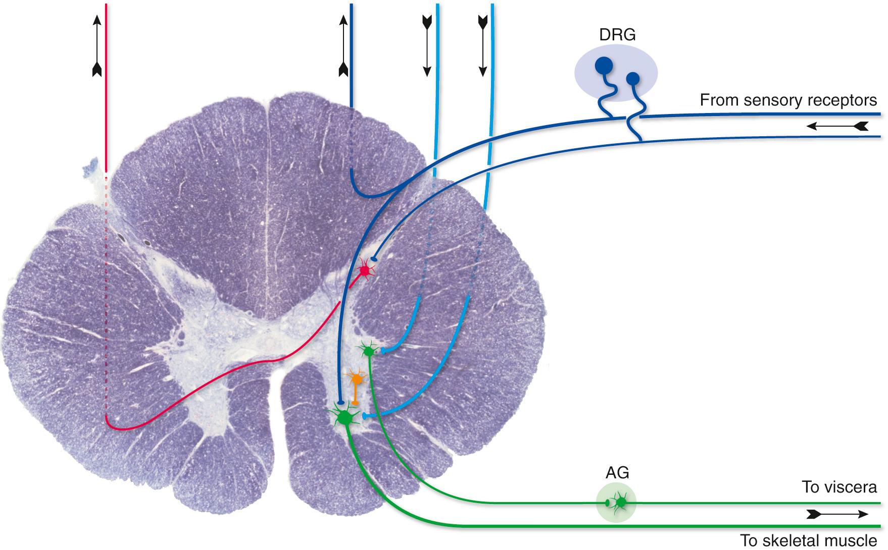 Fig. 1.10, Division of the CNS into gray matter and white matter, as typified by the thoracic spinal cord in cross section; in this case, white matter was stained blue. The core of gray matter contains interneurons, projection neurons, motor neurons, and endings of sensory fibers and fibers arriving from other parts of the CNS. The surrounding white matter contains ascending and descending pathways. Neurons in the peripheral nervous system are clustered in ganglia, some containing sensory neurons ( DRG, dorsal root ganglion) and some containing autonomic neurons ( AG, autonomic ganglion).