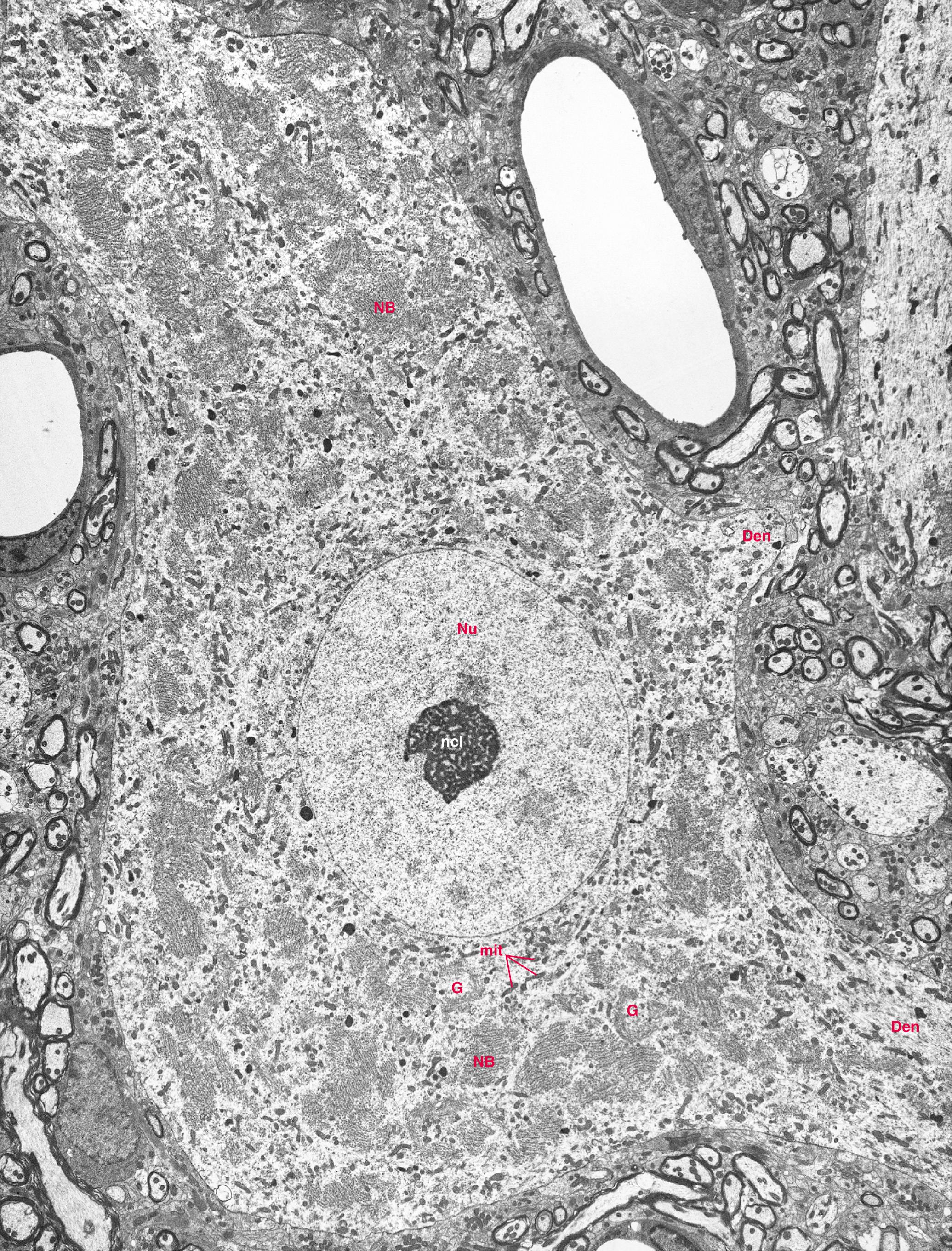 Fig. 1.11, Cell body and some of the proximal dendrites (Den) of a spinal cord motor neuron. The nucleus (Nu) and prominent nucleolus (ncl) are apparent, as are other organelles typical of neuronal cell bodies—Nissl bodies (NB), Golgi cisternae (G), and mitochondria (mit). Cytoskeletal elements, although present, are difficult to resolve at this low magnification. The actual size of the area shown in this micrograph is about 55 µm × 70 µm.