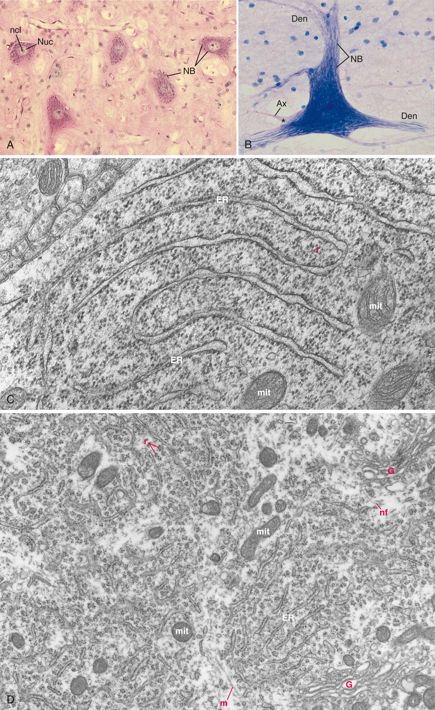 Fig. 1.12, Nissl bodies in spinal cord motor neurons. At the light microscopic level (A and B), Nissl bodies (NB) appear as clumps of basophilic material distributed throughout the cell body and extending into dendrites (Den) but not axons (Ax) or their point of origin (the axon hillock, [*]). Electron microscopy (C and D) reveals that Nissl bodies are stacks of rough endoplasmic reticulum (ER) with interspersed clusters of free ribosomes (r), embedded in neuronal cytoplasm containing Golgi cisternae (G), mitochondria (mit), microtubules (m), and neurofilaments (nf). The actual size of the Nissl body in (C) is about 3 µm × 2 µm. Ncl, Nucleolus; Nuc, nucleus.