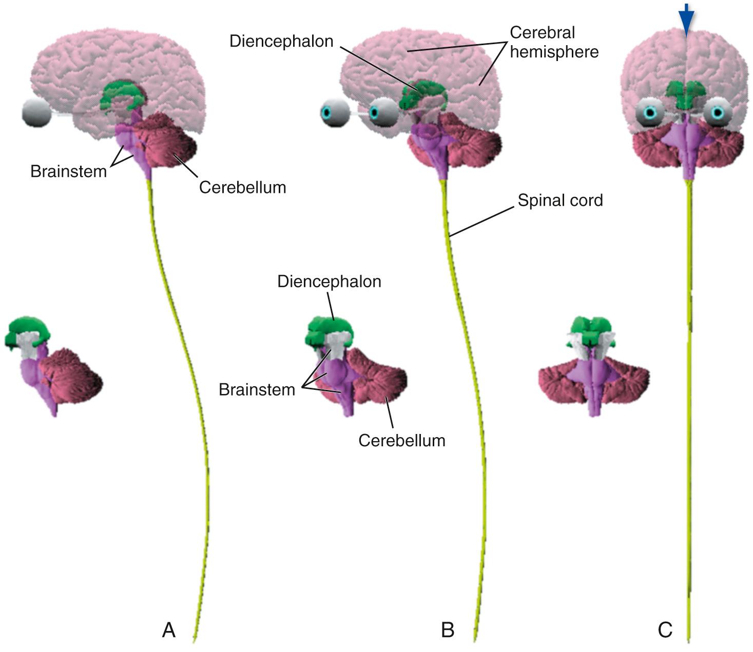 Fig. 1.2, Three-dimensional reconstruction of the entire CNS, seen from the left side (A), from directly in front (C), and from halfway between (B). The eyes are included with the reconstruction because, as described in Chapter 2 , the retina develops as an outgrowth from the same neural tube that becomes the CNS. The arrow in C indicates the longitudinal fissure that separates the two cerebral hemispheres.