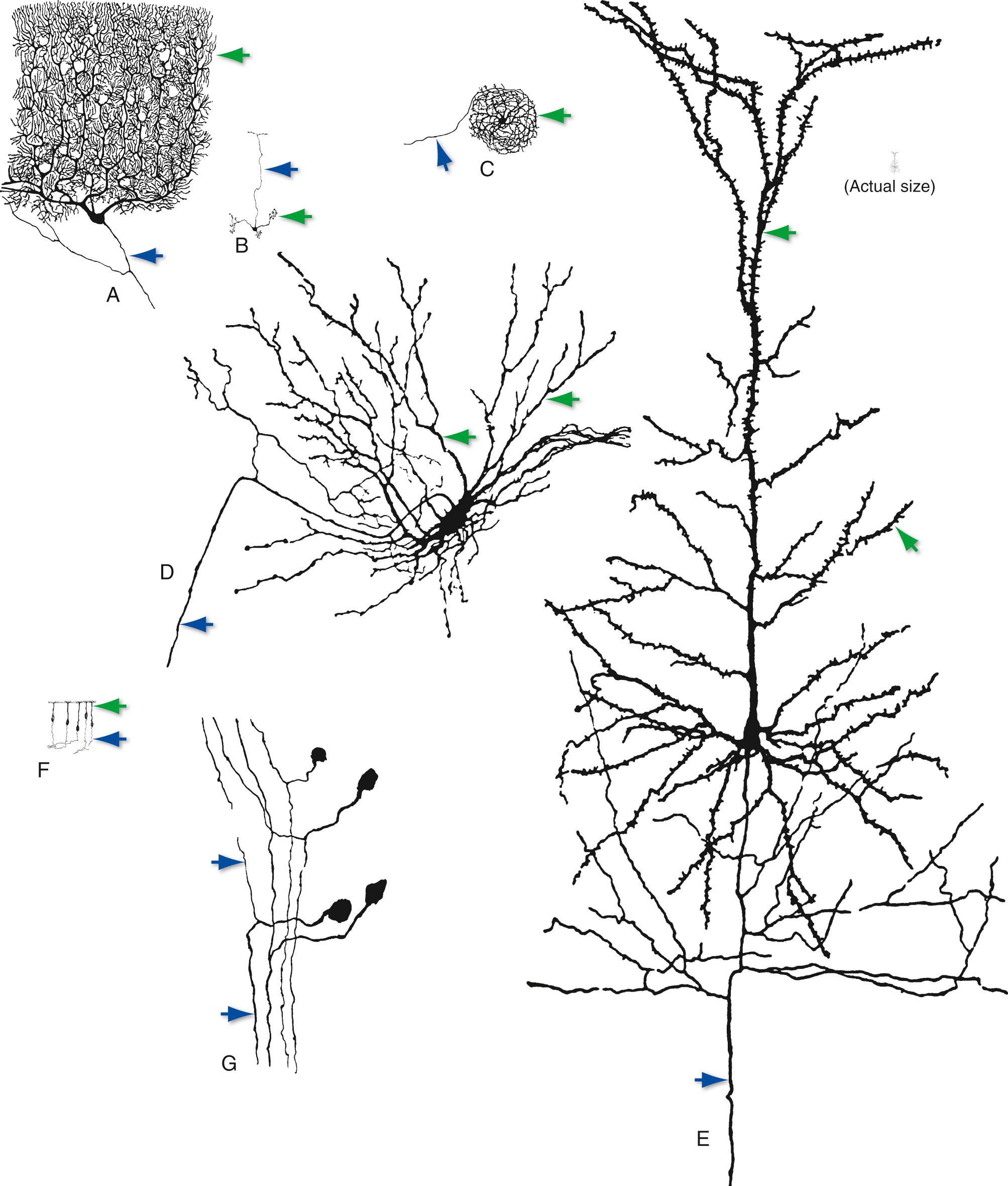 Fig. 1.4, Examples of multipolar (A–E), bipolar (F), and unipolar (G) neurons, all drawn to about the same scale to demonstrate the range of neuronal sizes and shapes. All were stained by the Golgi method (see Fig. 1.16A ); dendrites are indicated by green arrows, axons by blue arrows . (A) Purkinje cell from the cerebellar cortex; (B) granule cell from the cerebellar cortex; (C) projection neuron from the inferior olivary nucleus; (D) spinal cord motor neuron; (E) large pyramidal neuron from the cerebral cortex; (F) olfactory receptor neurons; (G) dorsal root ganglion cells (whose processes have axonal properties along almost their entire course). The tiny inset at the upper right shows the actual size of the pyramidal neuron in E.