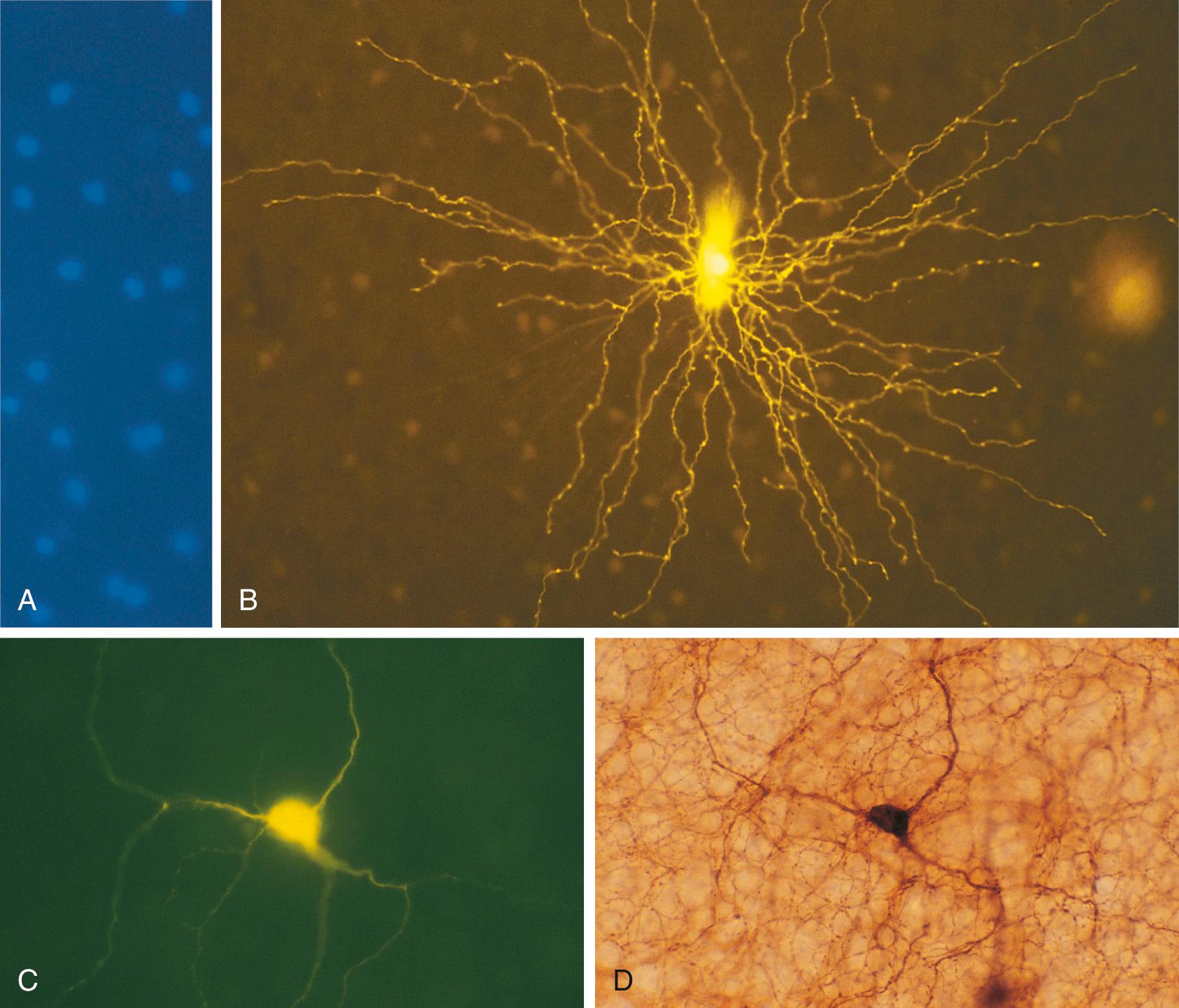 Fig. 1.6, Combined use of neurotransmitter identification techniques and intracellular injection of dye. A subset of retinal amacrine cells (see Chapter 17 ) uses serotonin as a neurotransmitter. These neurons accumulate serotonin from the surrounding medium and accumulate certain analogs of serotonin. (A) A fluorescent analog (5,7-dihydroxytryptamine) was applied to a living, flat-mounted rabbit retina, which was then viewed using ultraviolet illumination. Serotonin-accumulating amacrine cells fluoresce blue under these conditions, allowing chemically identified neurons to be impaled by dye-filled micropipette electrodes. (B) A serotonin-containing amacrine cell injected with a fluorescent dye (Lucifer yellow). Details of the long, mostly unbranched dendrites of this neuron are readily apparent. (C and D) An additional example of combined use of a neurotransmitter identification technique and intracellular injection of dye. Another subset of retinal amacrine cells uses dopamine as a neurotransmitter. One such amacrine cell was first injected with a fluorescent dye (Lucifer yellow, C). The same area of retina was then stained with an antibody to tyrosine hydroxylase (an enzyme involved in the synthesis of dopamine) as shown in (D). The obvious correspondence between the two images indicates that the injected amacrine cell manufactures dopamine.