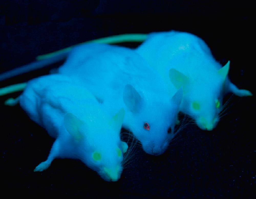 Fig. 1.7, Three mice illuminated by ultraviolet light. The mice to the left and right had been bred to express the gene for green fluorescent protein.