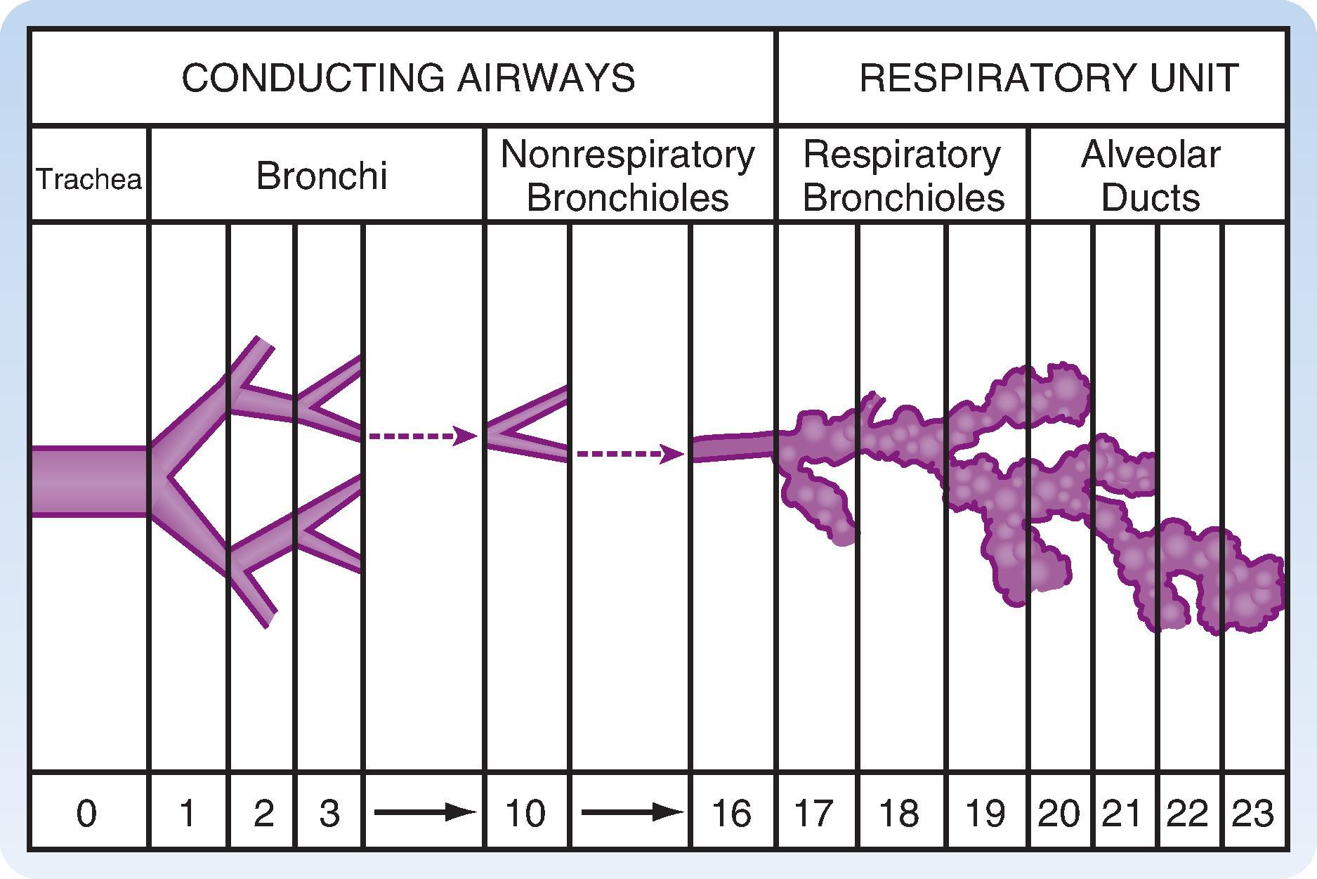 Fig. 20.4, Illustration of conducting airways and alveolar units of the lung.