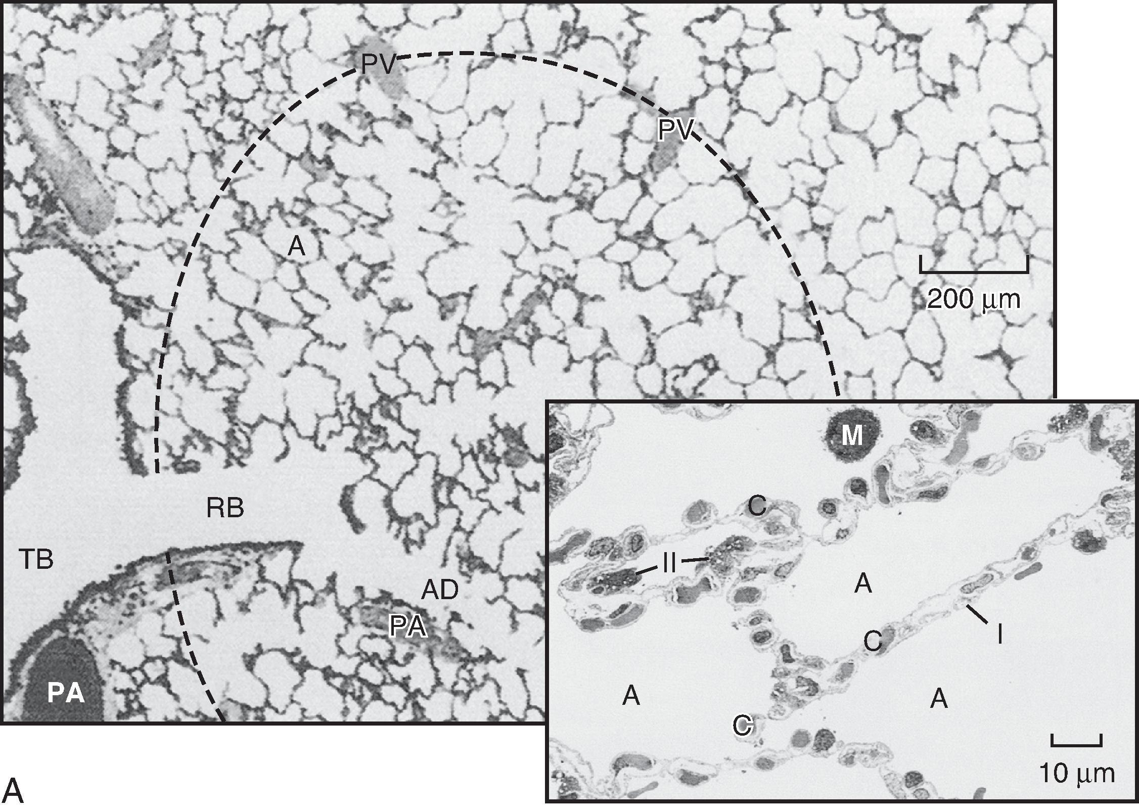 Fig. 20.6, Alveoli. A, The terminal respiratory unit consists of the alveoli (A) and the alveolar ducts (AD) arising from a respiratory bronchiole (RB) .