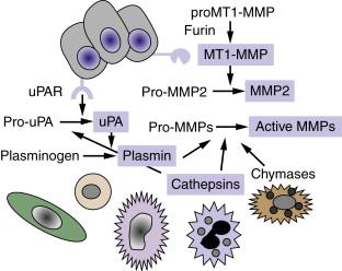 Figure 18-3, Proteolytic cascades
