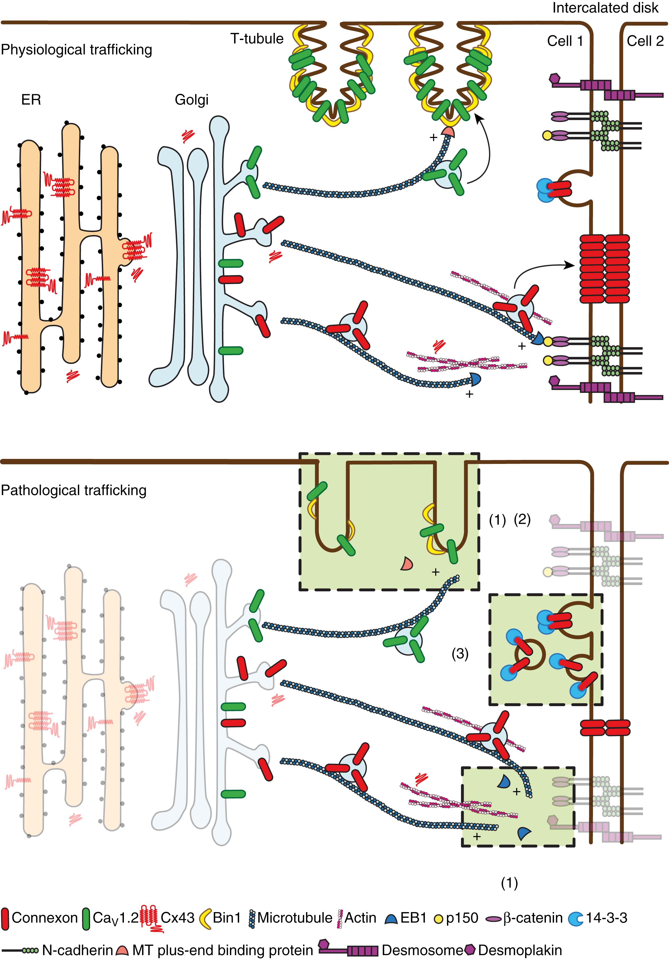 Fig. 17.1, Channel trafficking in healthy and failing hearts.