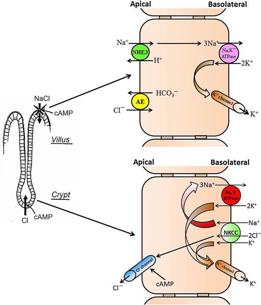 Fig. 58.1, Cells from villus (Top) and crypt (Bottom) regions of the intestinal epithelial layer mediate electroneutral Na + absorption and electrogenic Cl − secretion. Electroneutral Na + absorption mediated by Na + -H + exchanger isoform-3 (NHE3) in concert with Cl − -HCO 3 − exchanger (i.e., anion exchanger, AE) is inhibited, while Cl − secretion is stimulated by cAMP. Na + -K + -2Cl-cotransporter (NKCC) mediates the Cl − uptake across the basolateral membrane. Both ouabain (Na + ,K + -ATPase inhibitor) and furosemide (NKCC inhibitor) inhibit the cAMP-stimulated Cl − secretion.