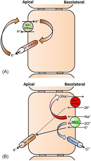 Fig. 58.4, Cellular models of the roles of apical membrane K + channels. (A) K + recycling across the apical membranes regulate H + (i.e., acid) secretion mediated by H + ,K + -ATPase by replenishing luminal K + concentration in gastric parietal cells. (B) Under stimulated conditions (e.g., end-stage renal disease), apical K + channels mediate active K + secretion in colon. Na + ,K + -ATPase and Na + -K + -2Cl − cotransporter (NKCC) mediate K + uptake across the basolateral membranes. The Cl − brought into cell by the basolateral NKCC exits across basolateral membrane through a Cl − channel. Thick arrow indicates that NKCC is the major K + uptake mechanism responsible during active K + secretion.