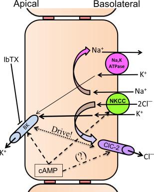 Fig. 58.5, Cellular model of active K + secretion in colon. Coordinated activation of apical large conductance K + (BK) channels, and basolateral Na + -K + -2Cl − cotransporter (NKCC) and Cl − channel-2 (CLC-2) channels, regulates the cAMP-induced K + secretion, which is inhibited by iberiotoxin (IbTX). ClC2 has been shown to be present in the basolateral membranes of mammalian colon. 99 Direction of transcellular electrolyte movements ( ); cAMP-activation ( ); channel blocker ( ); electrolyte recycling ( ); driving force ( ).