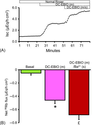 Fig. 58.6, Effect of sequential addition of mucosal and serosal DC-EBIO (an intermediate conductance K + (IK) channel opener) on active Cl − and K + secretion in normal rat distal colon. Active Cl − (measured as short circuit current ( Isc )) and 86 Rb + (K + surrogate) secretion were measured in the presence of mucosal ortho-VO 4 (H + ,K + -ATPase inhibitor) under voltage clamp condition. (A and B) Mucosal DE-EBIO stimulated both Cl − (A and B) and K + secretion. Serosal addition of DC-EBIO in the continued presence of mucosal DC-EBIO further stimulate the Cl − and K + secretion * P < .001 compared with basal; ** P < .001 compared with DC-EBIO (m); £ P < .05 compared with DC-EBIO (s).