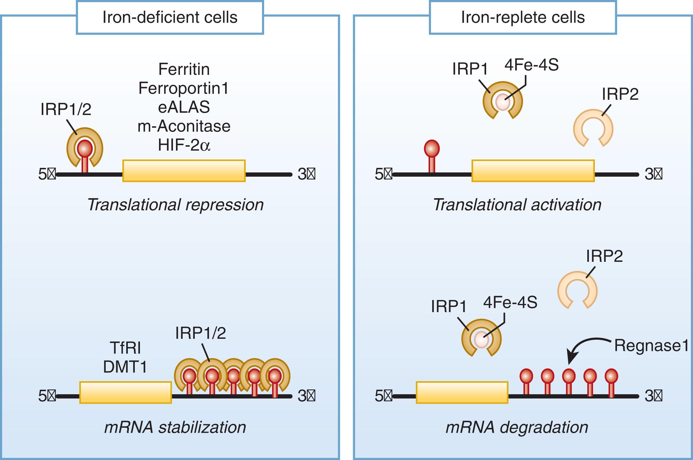 Figure 36.2, REGULATION OF CELLULAR IRON HOMEOSTASIS BY THE IRON-REGULATORY PROTEINS (IRP1 AND IRP2).