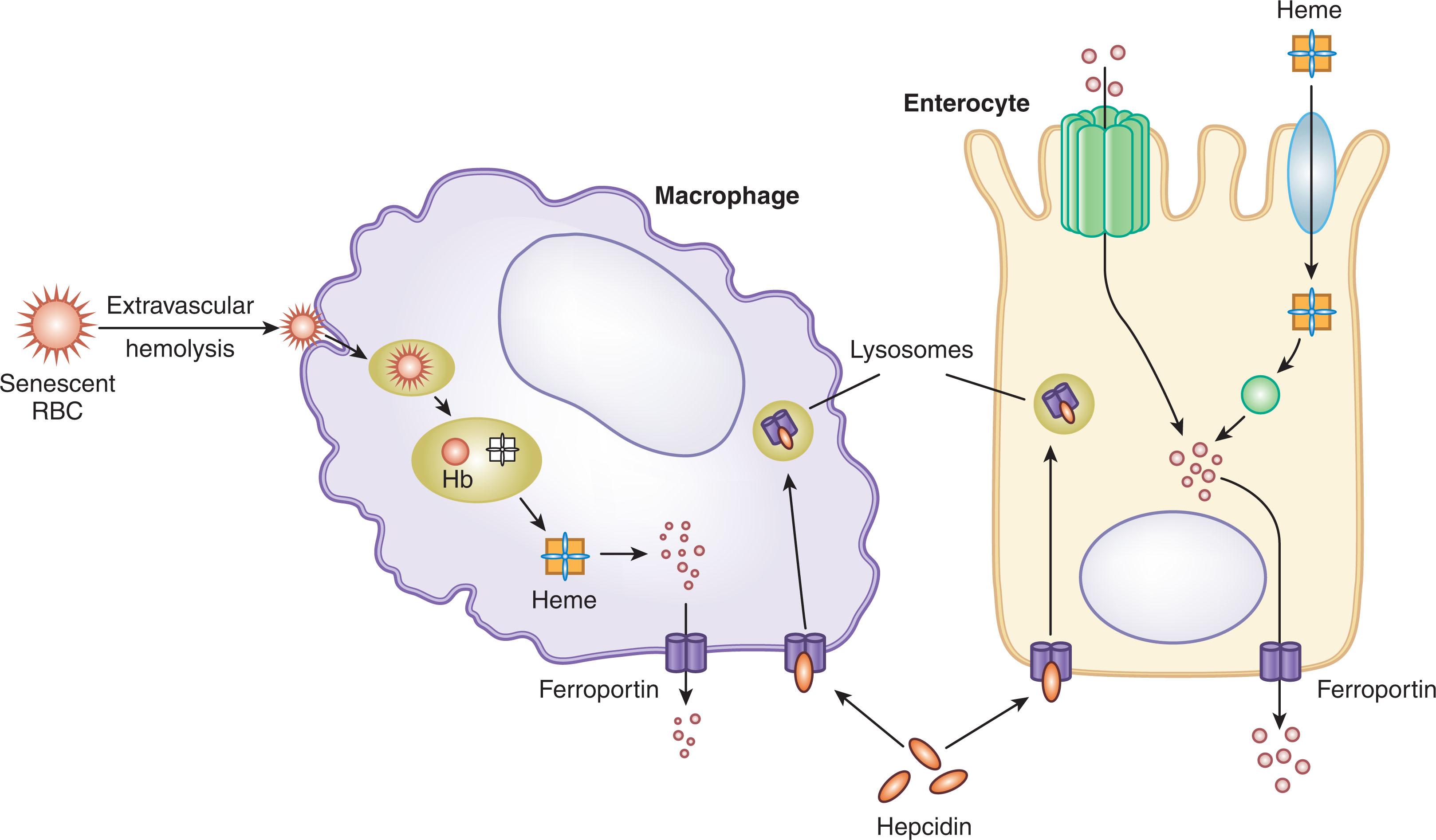 Figure 36.3, CONTROL OF IRON ENTRY INTO PLASMA BY FERROPORTIN AND HEPCIDIN IN THE REGULATION OF SYSTEMIC IRON HOMEOSTASIS.