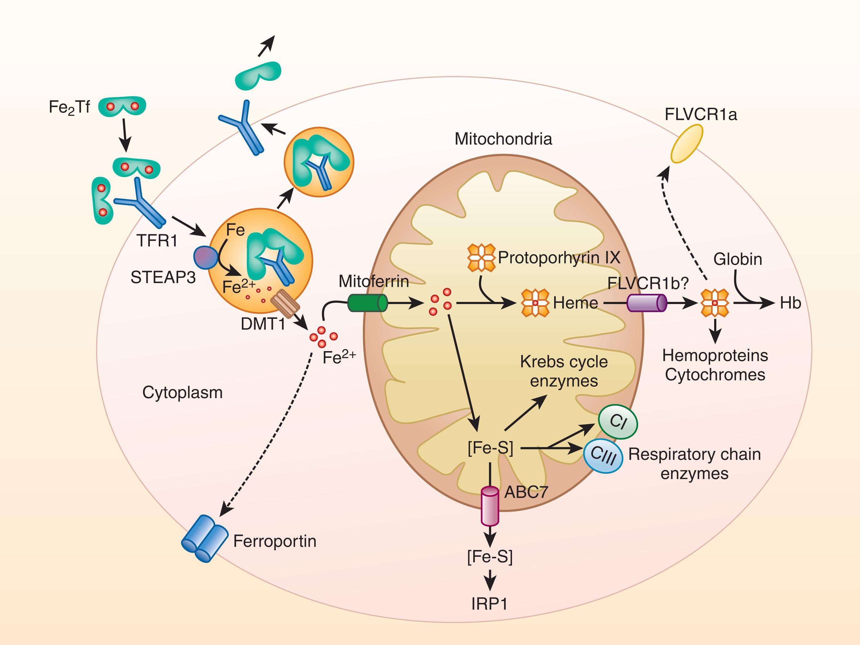 Figure 36.4, ACQUISITION AND USE OF IRON BY ERYTHROID PRECURSORS.