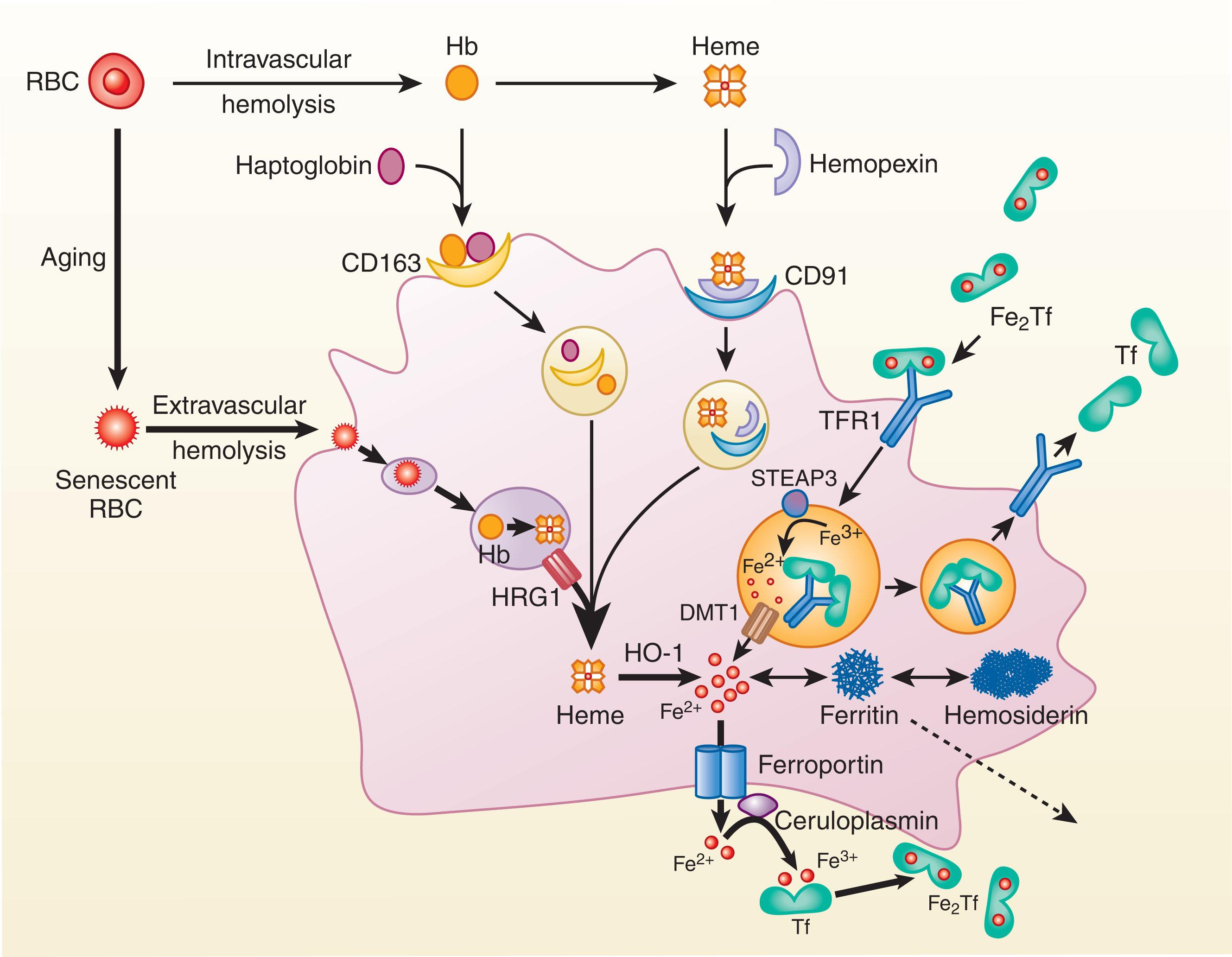 Figure 36.5, RECYCLING OF ERYTHROCYTE IRON BY MACROPHAGES.