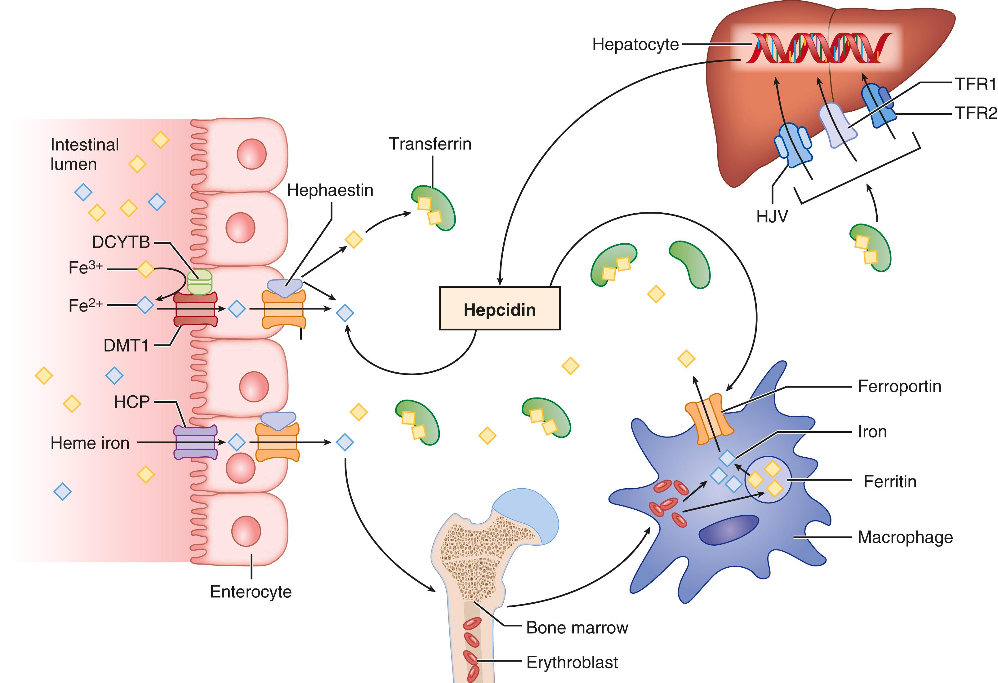 FIGURE 196-1, Hepcidin, the master regulator of iron absorption and secretion. Plasma iron levels are controlled primarily at the level of absorption by duodenal enterocytes and reticuloendothelial system (RES) macrophages. Heme-iron can also be directly absorbed from the gastrointestinal tract through a carrier protein, possibly heme carrier protein. Non-heme (inorganic) iron is absorbed via divalent metal transporter 1 after conversion from ferric (Fe 3+) to ferrous (Fe 2+) iron through duodenal cytochrome b–related ferric reductase. RES macrophages acquire iron through erythrophagocytosis. Efflux of iron from both enterocytes and RES macrophages occurs through the iron export protein ferroportin. Fe 2+ is reduced back to ferric iron (Fe 3+) through hephaestin before being transported out of the enterocyte. Iron is bound to transferrin as it enters the plasma and then travels through the circulation, where it is taken up by various organs and used in the development of erythrocytes and other biologic processes. The principal regulator of iron levels is the hormone hepcidin, which is produced by hepatocytes. As iron stores increase, hepcidin inhibits iron efflux from both duodenum enterocytes and RES macrophages through downregulation of ferroportin. Serum iron levels influence hepcidin expression through the interaction of the HFE protein with TFR1/TFR2 along with BMP6 and HJV. BMP = bone morphogenic protein; DCYTB = duodenal cytochrome b–related ferric reductase; DMT1 = divalent metal transporter 1; HCP = heme carrier protein; HJV = hemojuvelin; TFR1 = transferrin receptor 1; TFR2= transferrin receptor 2.