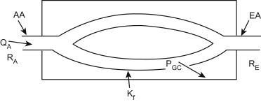 Figure 77.4, Determinants of glomerular filtration rate (GFR). AA, afferent arteriole; EA, efferent arteriole; QA, plasma flow rate; PGC, glomerular hydraulic pressure; RA, afferent arteriolar resistance; RE, efferent arteriolar resistance; and Kf, ultrafiltration coefficient.