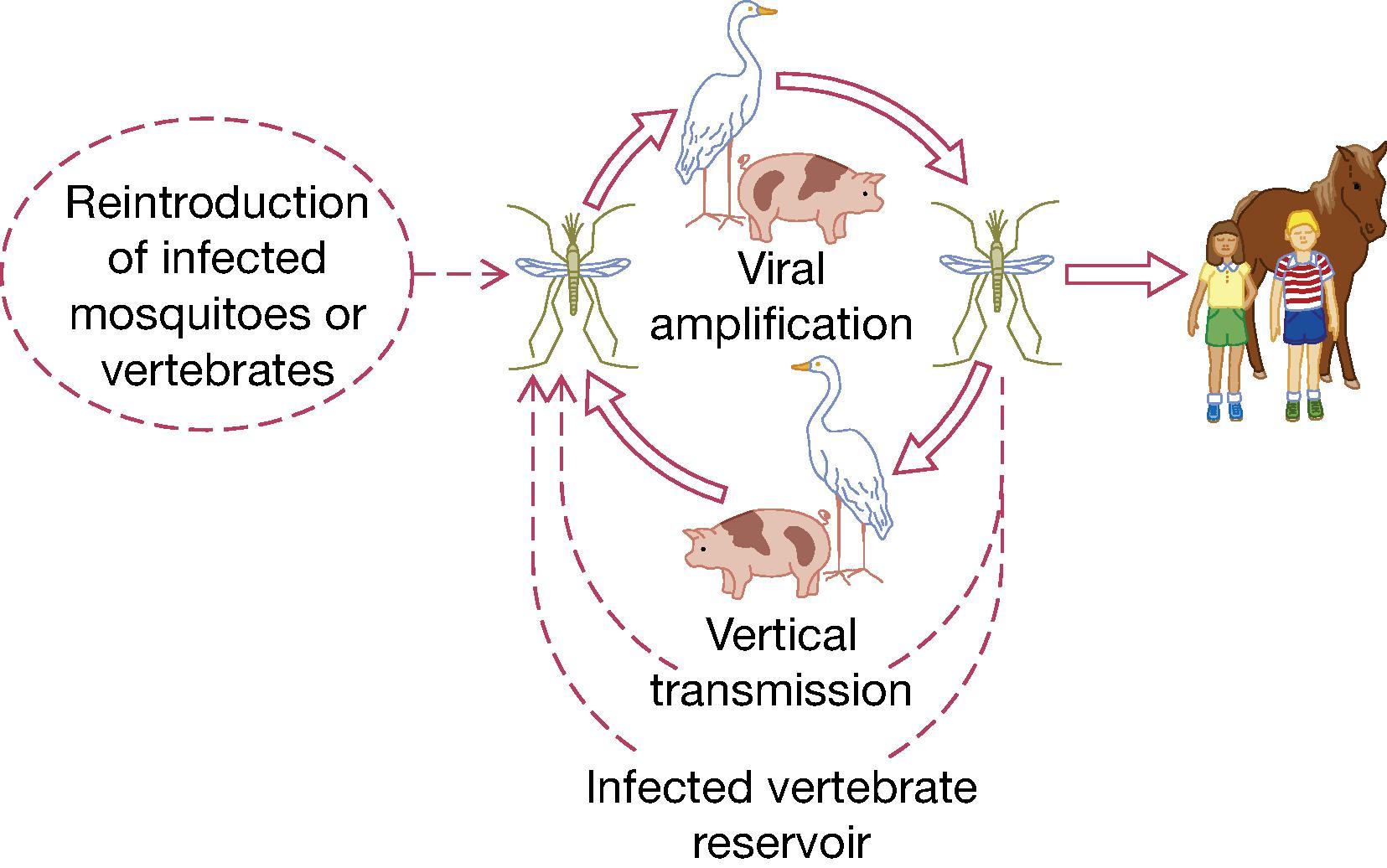 Fig. 35.1, Transmission cycle of Japanese encephalitis (JE) virus. The open arrows indicate known portions of the cycle, and the dashed arrows indicate speculative portions. Infections and illnesses in humans and horses are incidental to the transmission cycle. The overwintering mechanism for JE virus is undefined, but experimental field observations suggest a role for vertical transmission in vector mosquitoes.