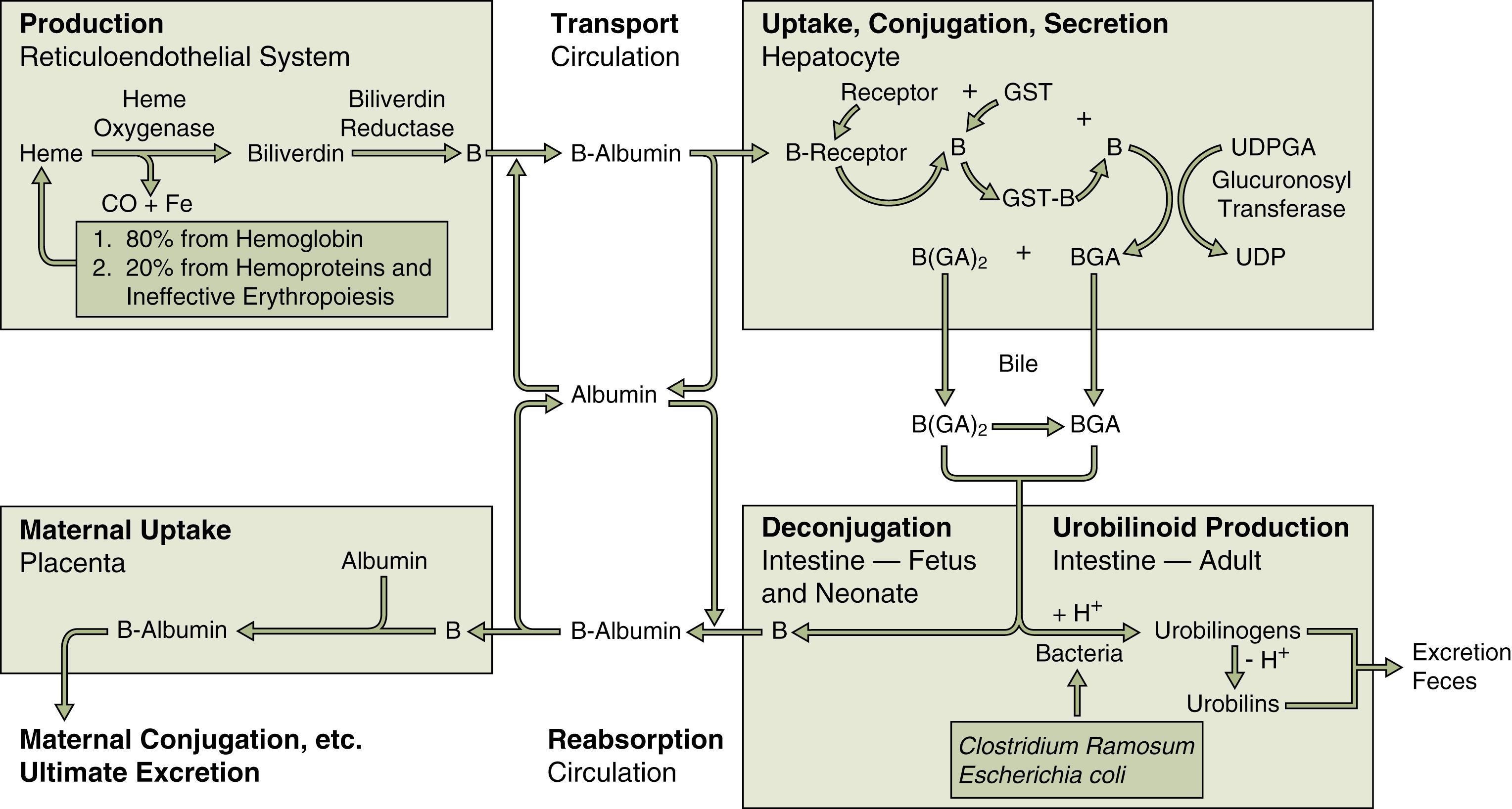 Fig. 16.1, Metabolism of bilirubin (B) in the fetus, neonate, and adult. BGA, Bilirubin glucuronic acid; GA, glucuronic acid; GST, glutathione-S-transferase; UDP, uridine diphosphate; UDPGA, uridine diphosphoglucuronic acid.