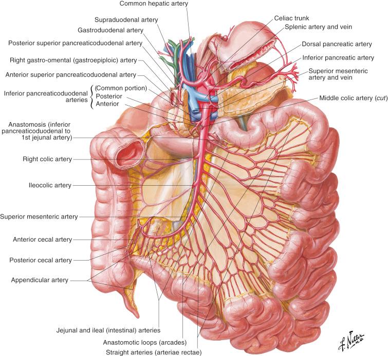 Figure 38.2, Arteries of the small intestine. The superior mesenteric artery arises from the abdominal aorta and gives rise to the jejunal and ileal arteries. The jejunal arteries arise from the left side of the superior mesenteric artery and are approximately 12–15 in number. The jejunal branches course in the mesentery toward the jejunum. The anastomotic loops (arcades) branch off the jejunal arteries and give rise to the vasa recta, which are straight, terminal branches that supply the jejunum.