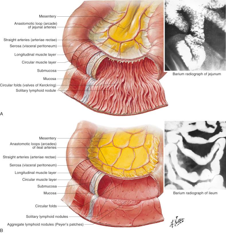 Figure 38.3, Cross-sectional structure of jejunum (A) and ileum (B). The jejunal wall has many circular folds as compared to the ileum. These folds retard the passage of food and increase the surface area of absorption. Proximally, the circular folds are thicker and more numerous, the muscle layer is thicker, and the vascularity of the jejunal wall is greater. In the distal ileum, circular folds are absent and the circular muscle is thinner.