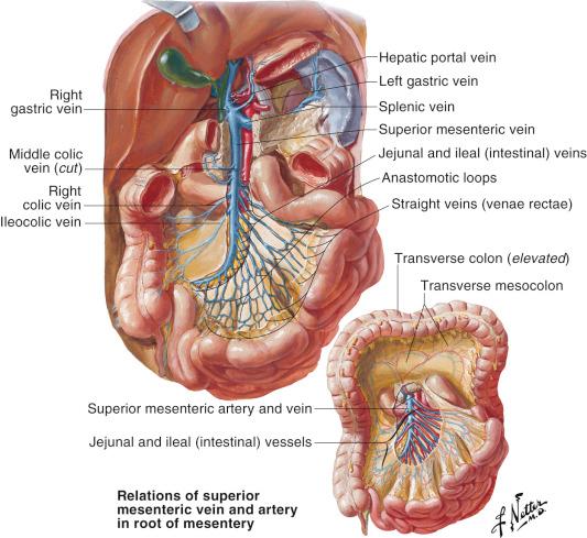 Figure 38.4, Veins of the small intestine. The jejunal veins accompany the arteries in the mesentery. They all drain eventually to the middle colic vein and into the superior mesenteric vein.