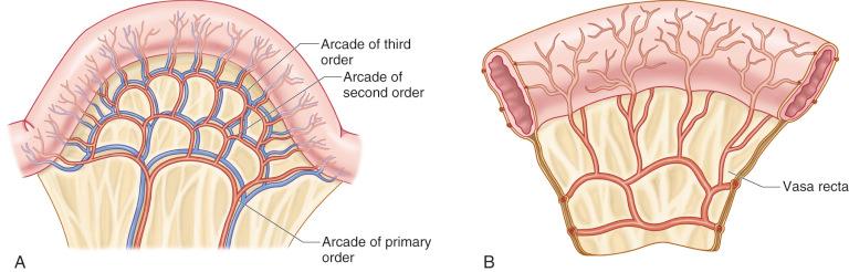 Figure 38.5, The vascular arcades within the mesentery. (A) Arcades of primary, secondary, and third order. (B) Close-up view of the terminal branches called vasa recta.