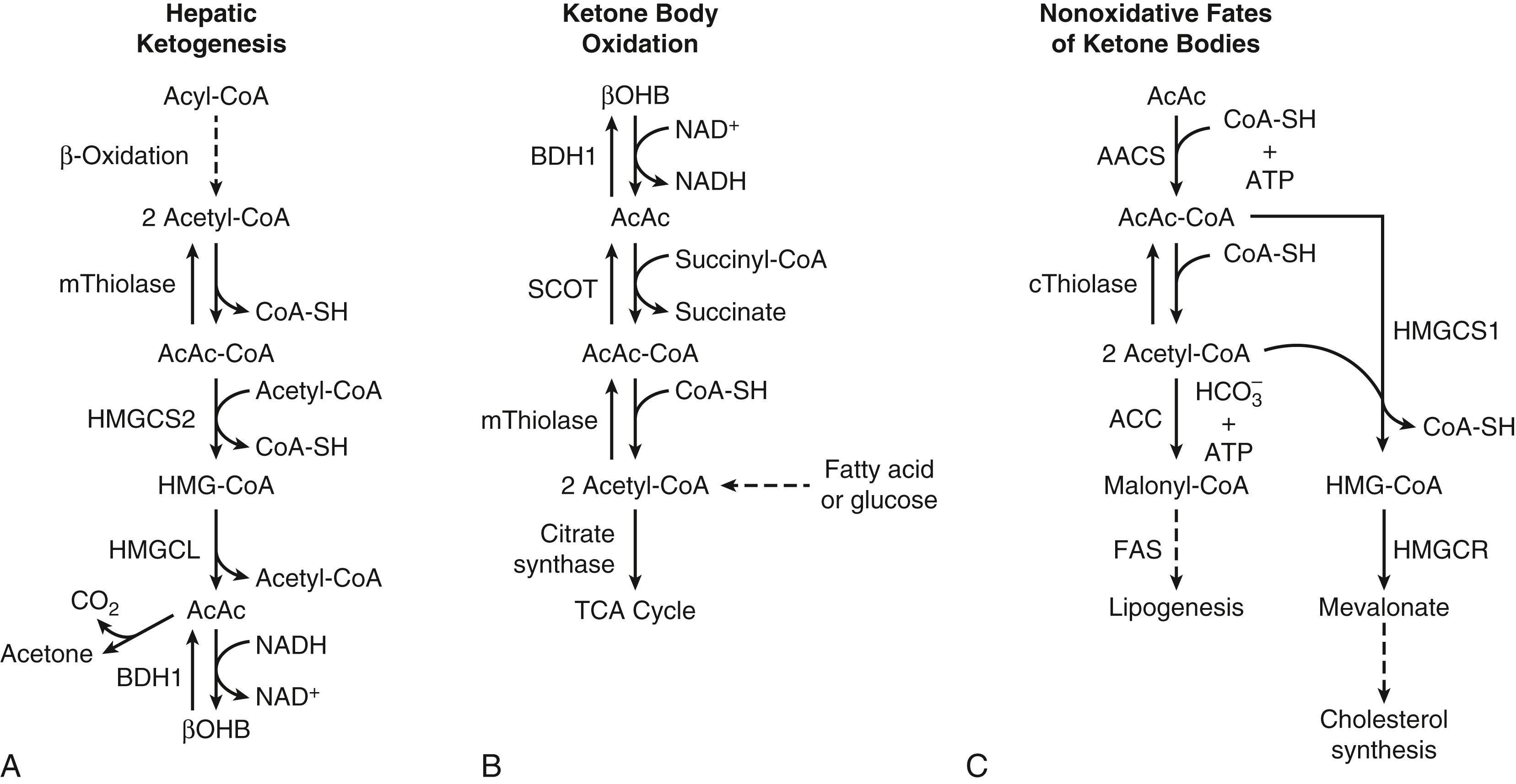 Fig. 34.1, Pathways of ketone body metabolism. (A) Hepatic pathway of mitochondrial ketogenesis via 3-hydroxy-3-methylglutaryl coenzyme A (HMG-CoA) synthase 2 (HMGCS2) . (B) Oxidation of ketone bodies within mitochondria of peripheral tissues via succinyl coenzyme A:3-oxoacid coenzyme A transferase (SCOT) . Substrate competition with acetyl coenzyme A (acetyl-CoA) derived from glycolysis or fatty acid oxidation is also shown. (C) Nonoxidative metabolic fates of ketone bodies including cytoplasmic lipogenesis and cholesterol synthesis. AACS, Acetoacetyl coenzyme A synthetase; AcAc-CoA, acetoacetyl coenzyme A; ACC, acetyl coenzyme A carboxylase; ATP, adenosine triphosphate; BDH1, β-hydroxybutyrate dehydrogenase 1; βOHB, β-hydroxybutyrate; CoA, coenzyme A; CoA-SH, free coenzyme A; FAS, fatty acid synthase; HMGCL, HMG-CoA lyase; HMGCS1, HMG-CoA synthase 1; HMGCR, HMG-CoA reductase; NAD + , oxidized nicotinamide adenine dinucleotide; NADH, reduced nicotinamide adenine dinucleotide; PDH, pyruvate dehydrogenase; TCA, tricarboxylic acid; cThiolase, cytoplasmic thiolase; mThiolase, mitochondrial thiolase.