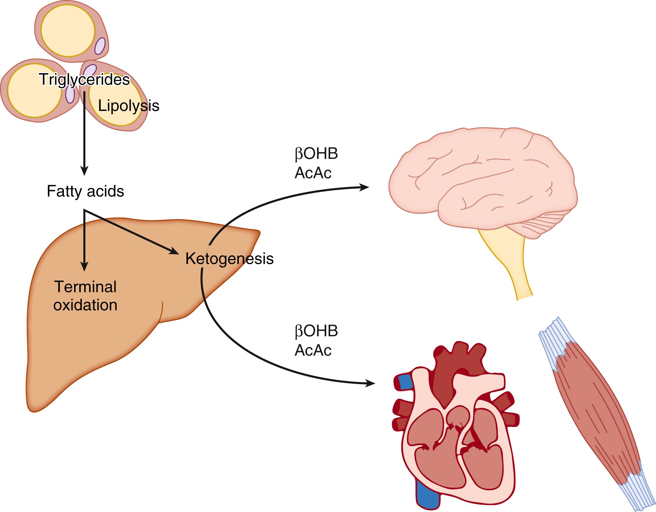 Fig. 34.2, Integrative physiology of ketone body metabolism. Intertissue coordination of hepatic ketogenesis and peripheral disposal of ketone bodies. AcAc, Acetoacetate; βOHB, β-hydroxybutyrate.