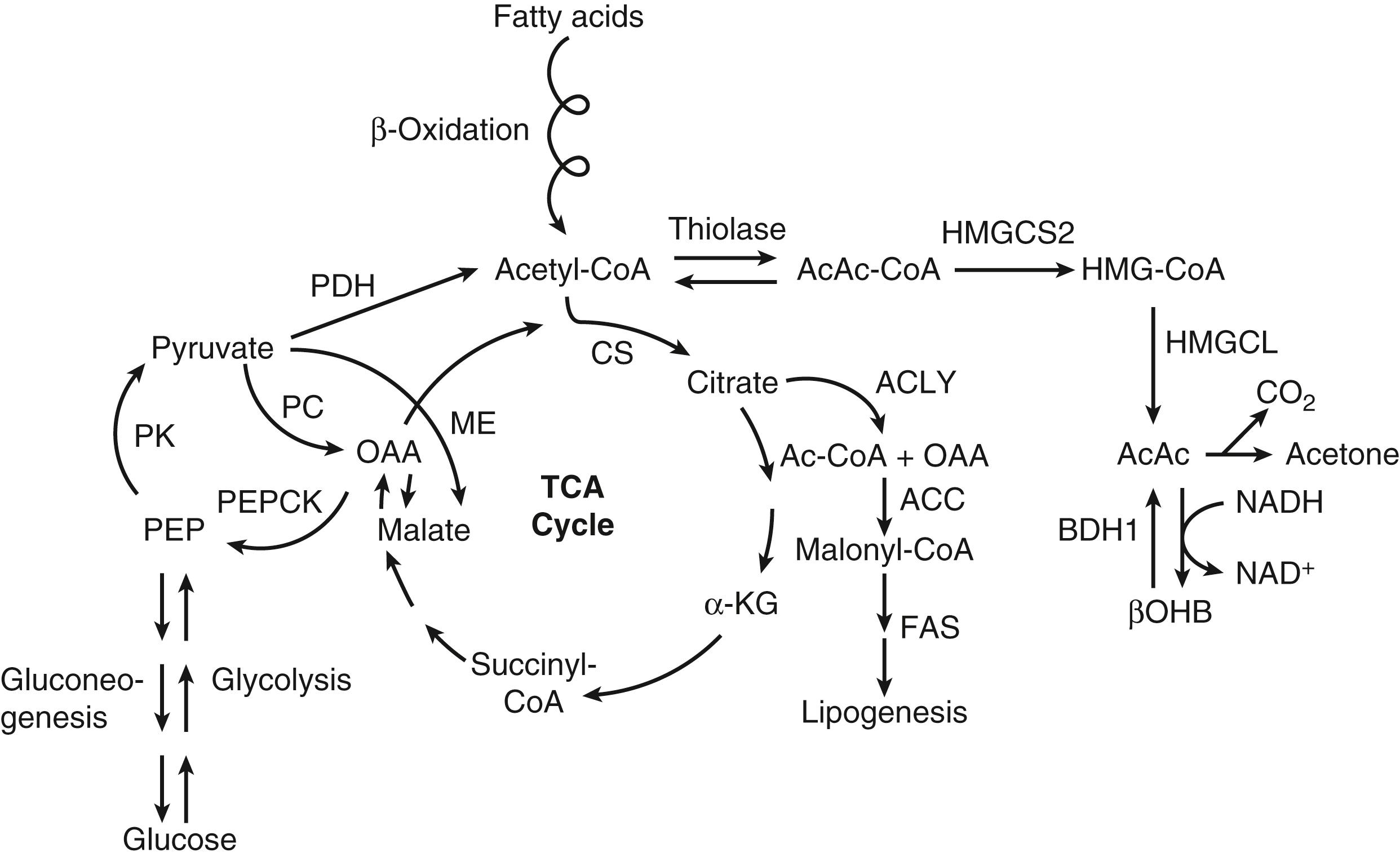 Fig. 34.3, Integration of ketogenesis with hepatic mitochondrial metabolism. Ketogenesis is shown here interfacing with the hepatic mitochondrial metabolic pathways, including the tricarboxylic acid (TCA) cycle, lipogenesis, anaplerosis, cataplerosis, and glucose metabolism. AcAc, Acetoacetate; ACC, acetyl coenzyme A carboxylase; ACLY, adenosine triphosphate citrate lyase; BDH1, β-hydroxybutyrate dehydrogenase 1; βOHB, β-hydroxybutyrate; CoA, coenzyme A; CS, citrate synthase; FAS, fatty acid synthase; HMG, 3-hydroxy-3-methylglutaryl; HMGCL, 3-hydroxy-3-methylglutaryl coenzyme A lyase; HMGCS2, 3-hydroxy-3-methylglutaryl coenzyme A synthase 2; α-KG, α-ketoglutarate; ME, malic enzyme; NAD + , oxidized nicotinamide adenine dinucleotide; NADH, reduced nicotinamide adenine dinucleotide; OAA, oxaloacetate; PC, pyruvate carboxylase; PDH, pyruvate dehydrogenase; PEP, phosphoenolpyruvate; PEPCK, phosphoenolpyruvate carboxykinase; PK, pyruvate kinase.