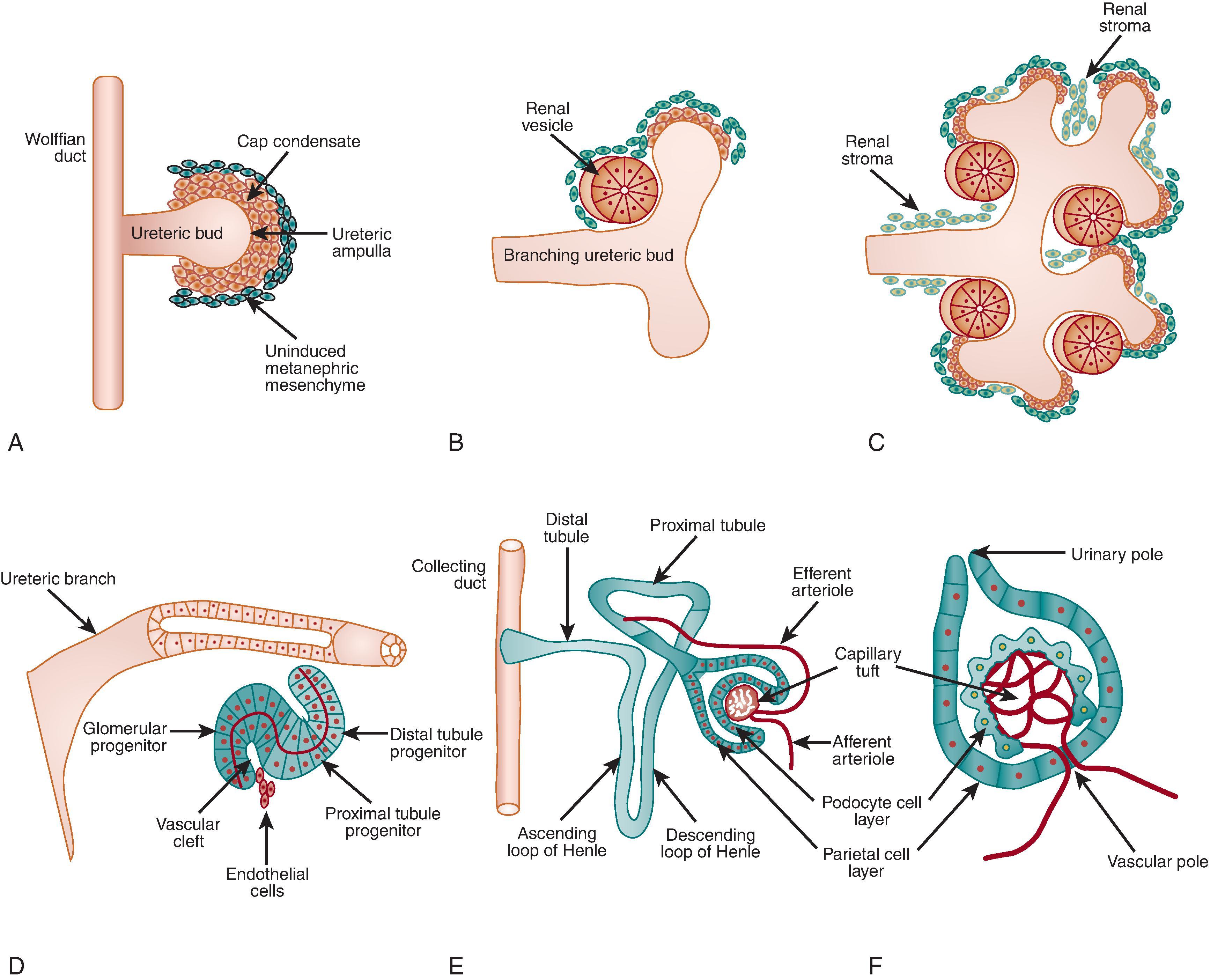 • Fig. 2.1, Stages of kidney formation .