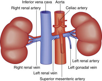 Fig. 19.1, Surface anatomy of the kidney. Diagram showing the relationship of the renal arteries and veins to the kidney. The proximal right renal artery lies posterior to the inferior vena cava (IVC), whereas the distal right renal artery lies posterior to the right renal vein. The left renal artery lies posterior to the left renal vein. The left renal vein lies between the aorta and superior mesenteric artery.