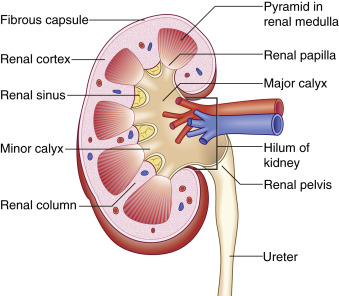 Fig. 19.2, Artist’s rendering of a normal kidney. The outer portion of the kidney is the renal cortex, which extends between the renal medulla. The renal medulla filters into the pyramids and the renal papilla, which enter into a minor calyx. The calyceal system drains into the renal pelvis and then connects to the ureter