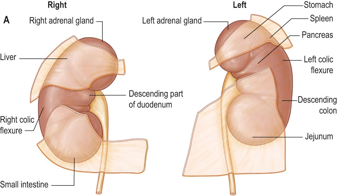 Fig. 69.2, The surfaces of the kidneys. A , Anterior, showing the areas related to neighbouring viscera. The areas where overlying viscera are separated from the kidney by peritoneum are shown. B , Posterior, showing the areas related to the posterior abdominal wall.