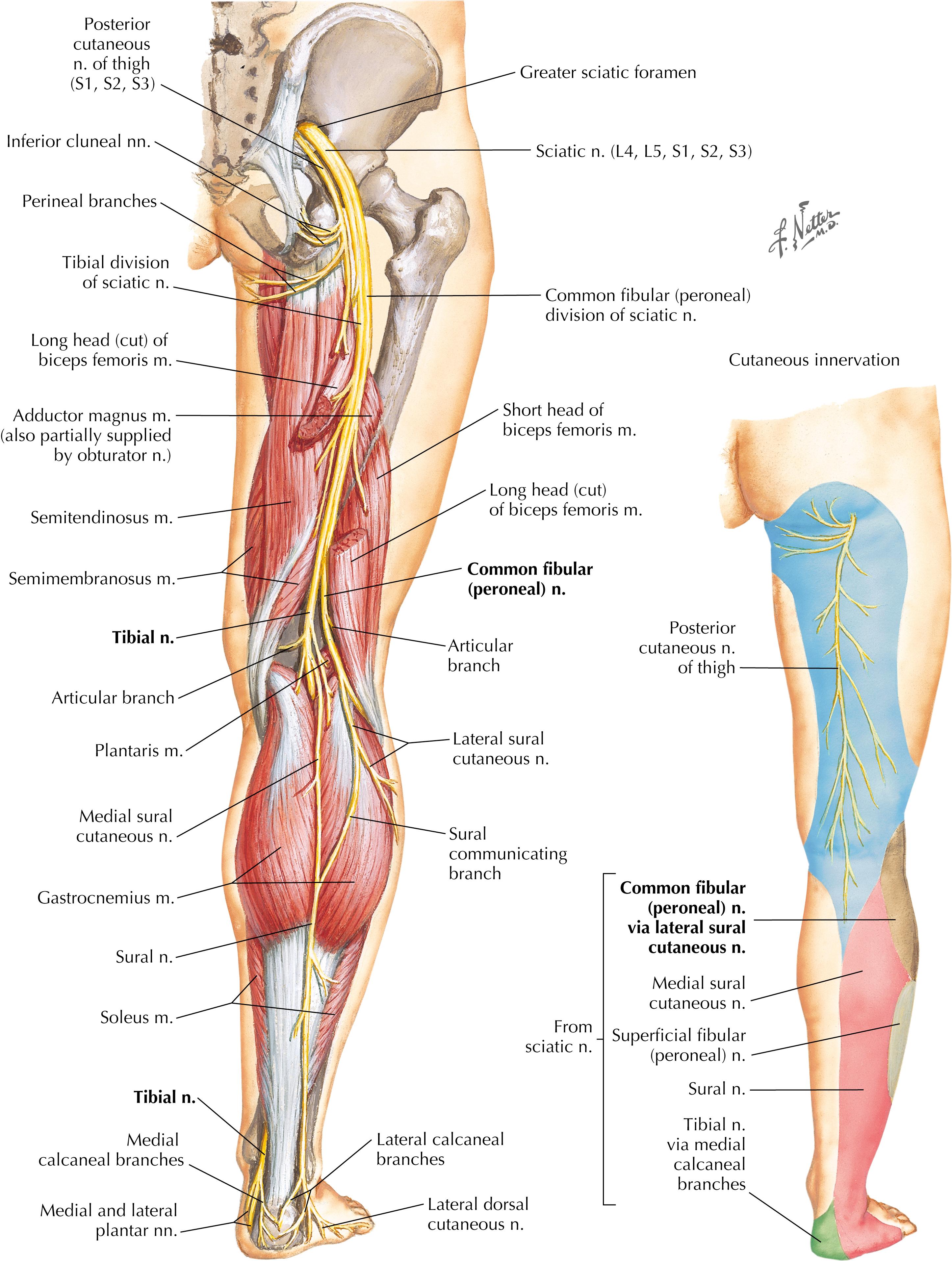 Figure 7-11, Sciatic nerve and posterior femoral cutaneous nerve.