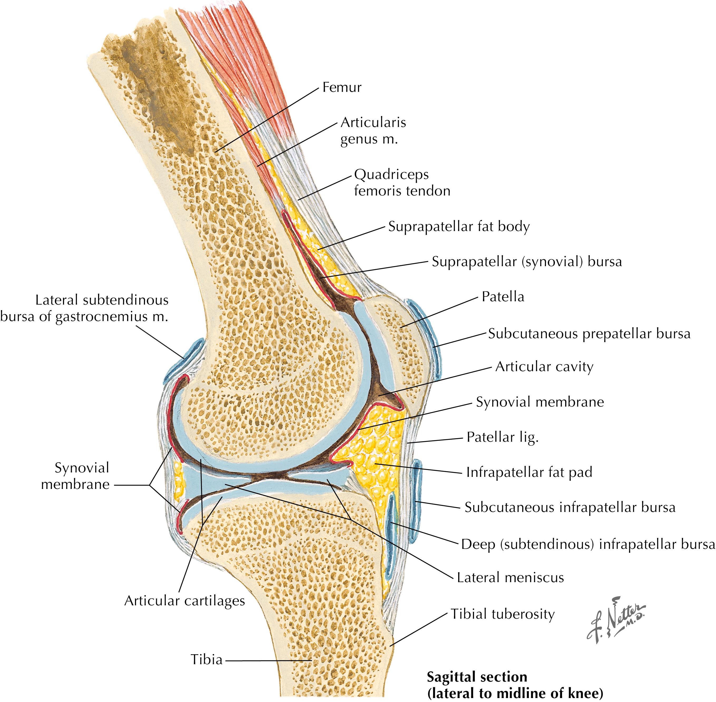 Figure 7-3, Sagittal knee.