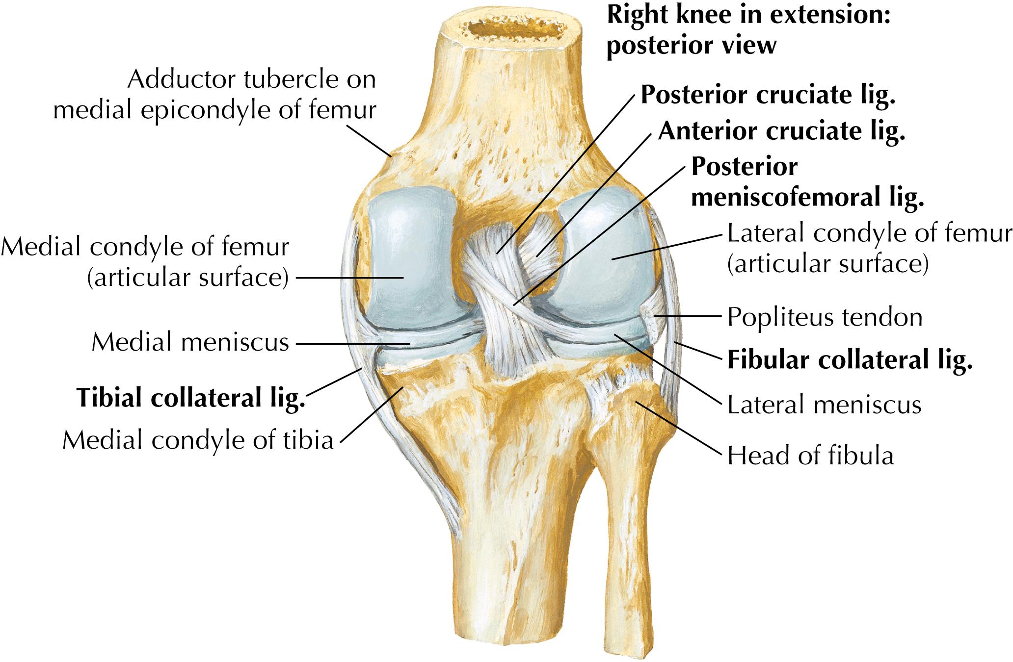 Figure 7-4, Posterior ligaments of knee.