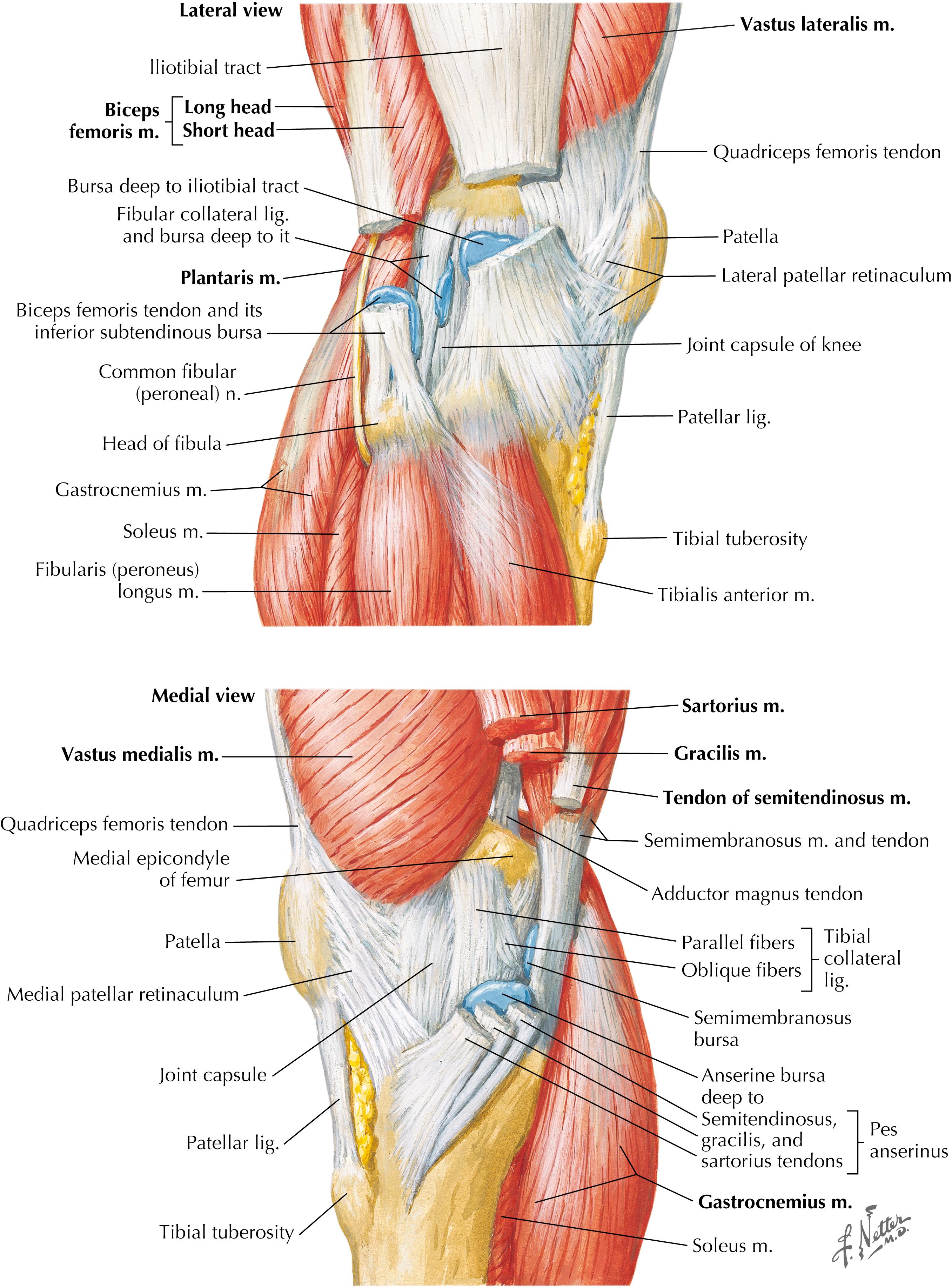 Figure 7-8, Lateral and medial muscles of knee.