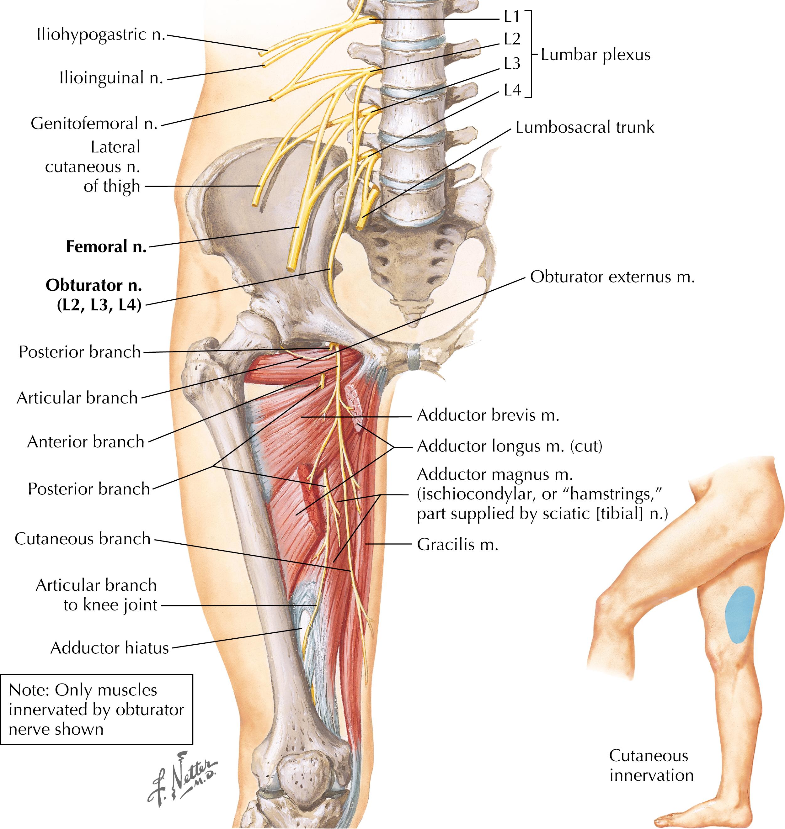 Figure 7-9, Obturator nerve.