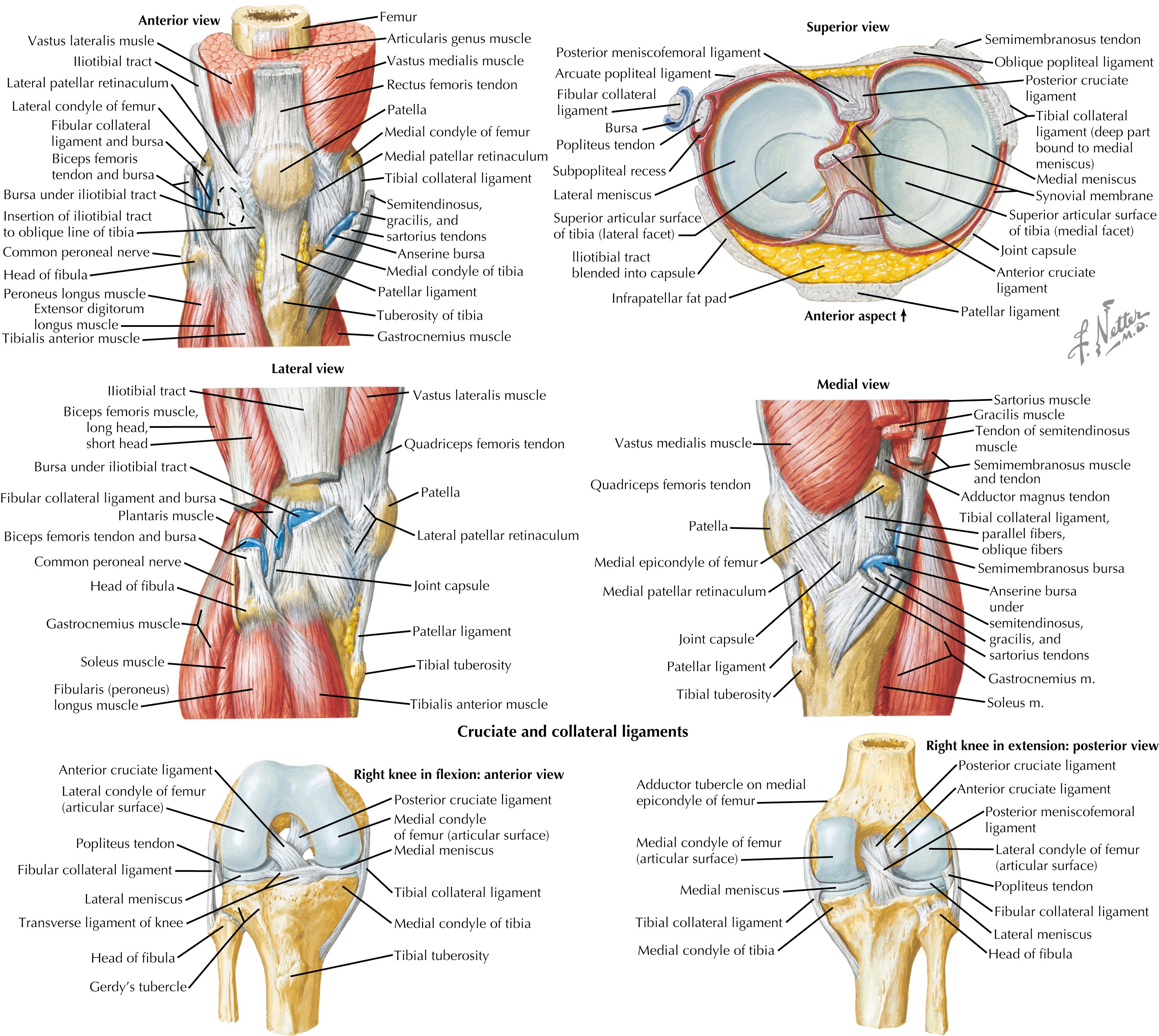Figure 55.1, Anatomy of the knee.