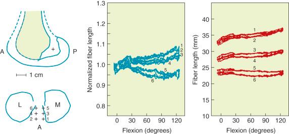 FIG 4-12, Sensitivity of fiber-length patterns to tibial attachment location in a cadaveric specimen. A, Anterior; L, lateral; M, medial; P, posterior.