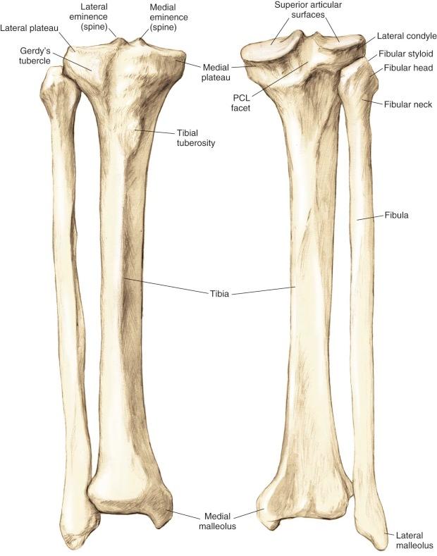 FIGURE 7-2, Bony architecture of the proximal tibia. PCL, Posterior cruciate ligament.