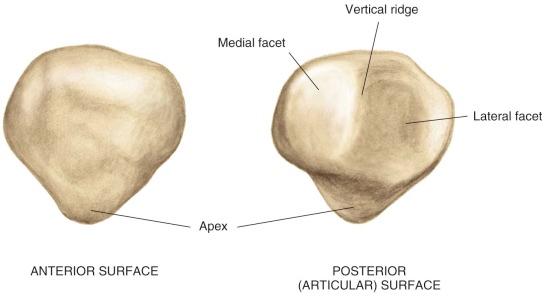 FIGURE 7-3, Bony architecture of the patella.
