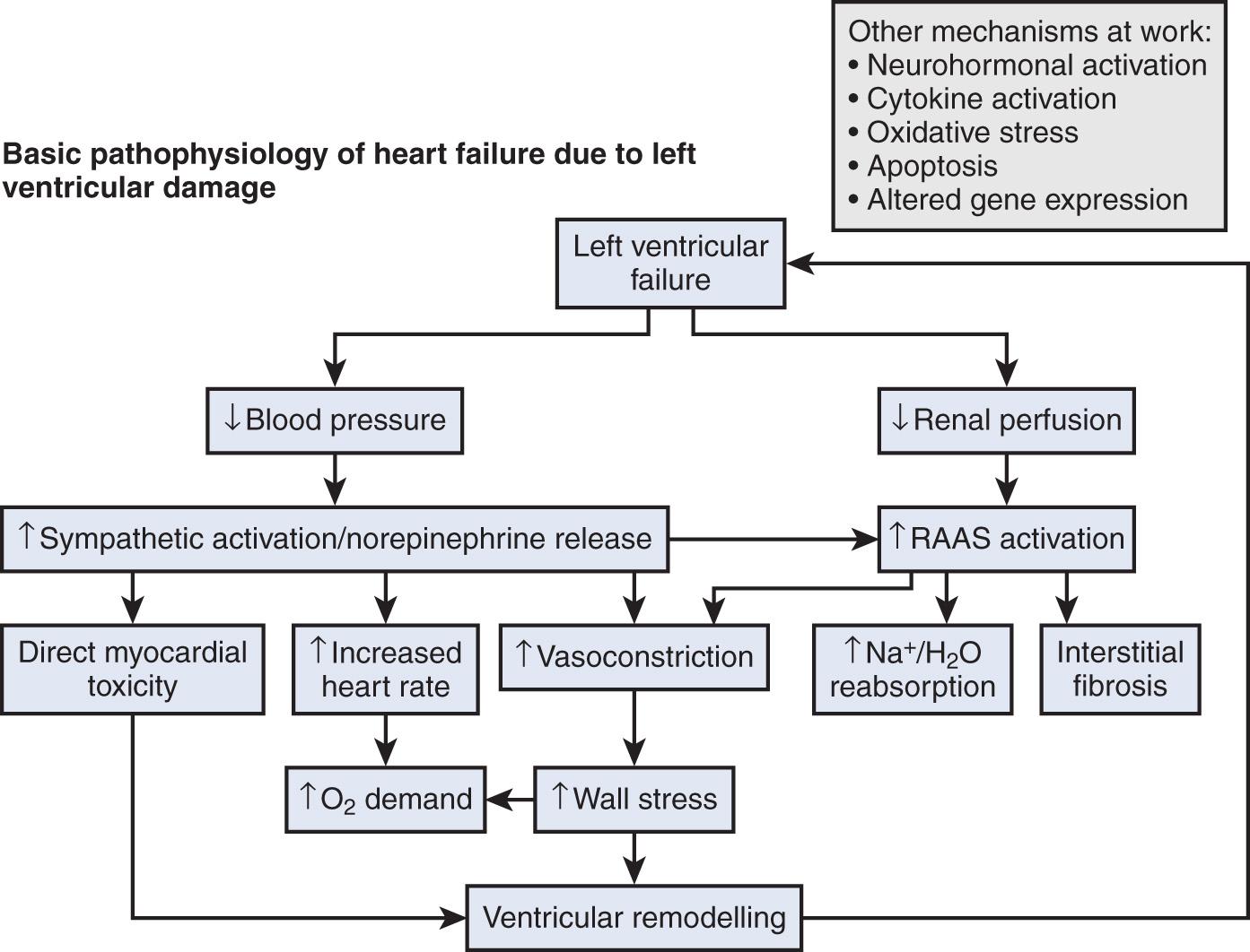 Fig. 22.1, Pathophysiology of heart failure. H 2 O, Water; Na, sodium; O 2 , oxygen; RAAS, renin-angiotensin-aldosterone system.